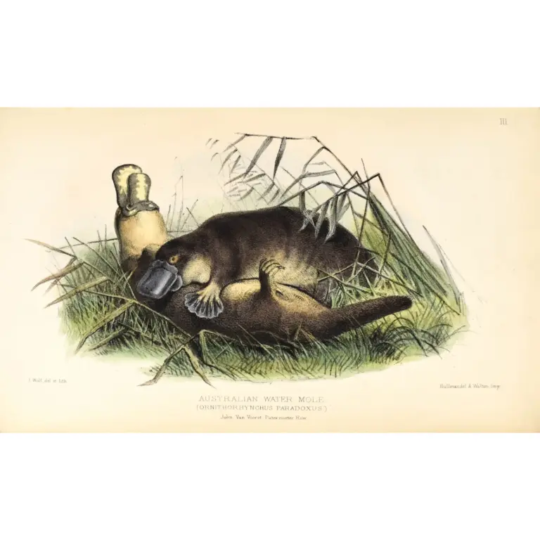 Gatherings of a Naturalist in Australasia: Being Observations Principally on the Animal and Vegtable Produces of New South Wales, New Zealand and some of the Austral islands