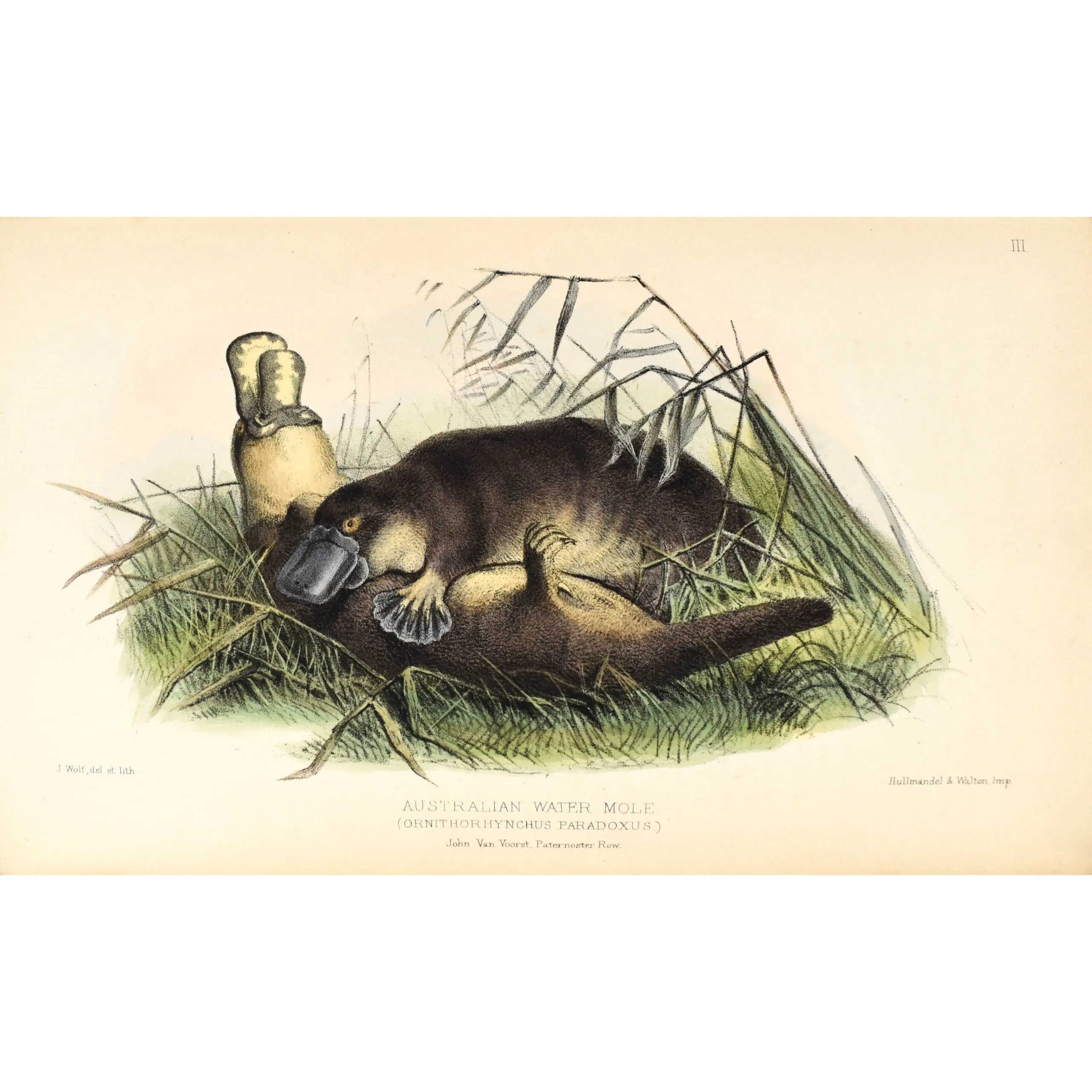 Gatherings of a Naturalist in Australasia: Being Observations Principally on the Animal and Vegtable Produces of New South Wales, New Zealand and some of the Austral islands