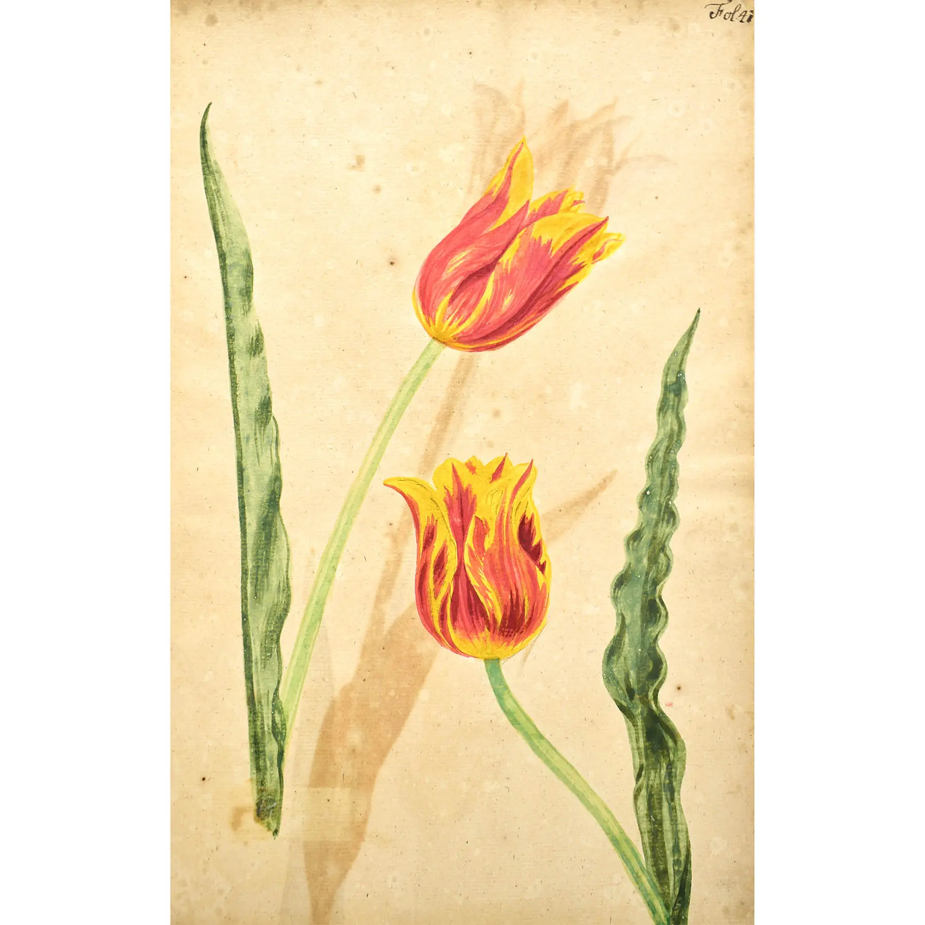 A Very Early Botanical Manuscript with 120 Fine Botanical Watercolours (4)