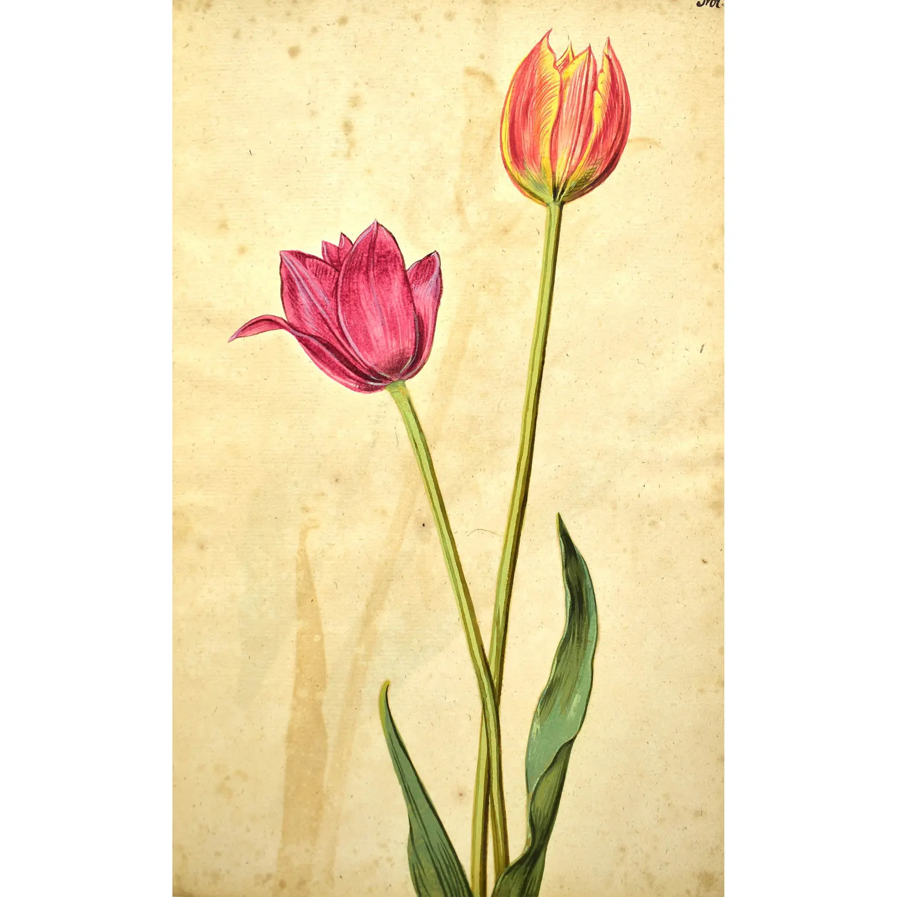 A Very Early Botanical Manuscript with 120 Fine Botanical Watercolours (3)