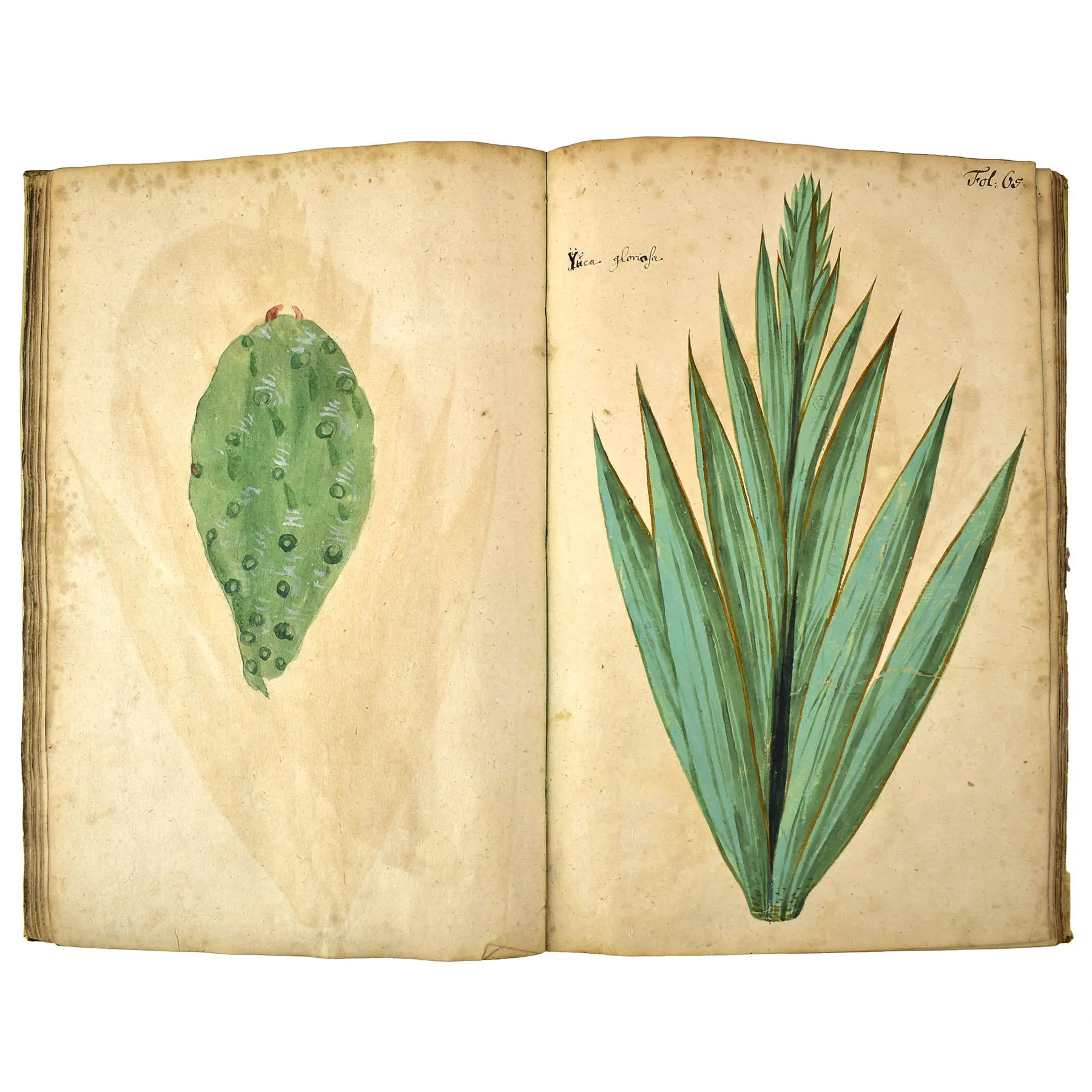 A Very Early Botanical Manuscript with 120 Fine Botanical Watercolours (2)