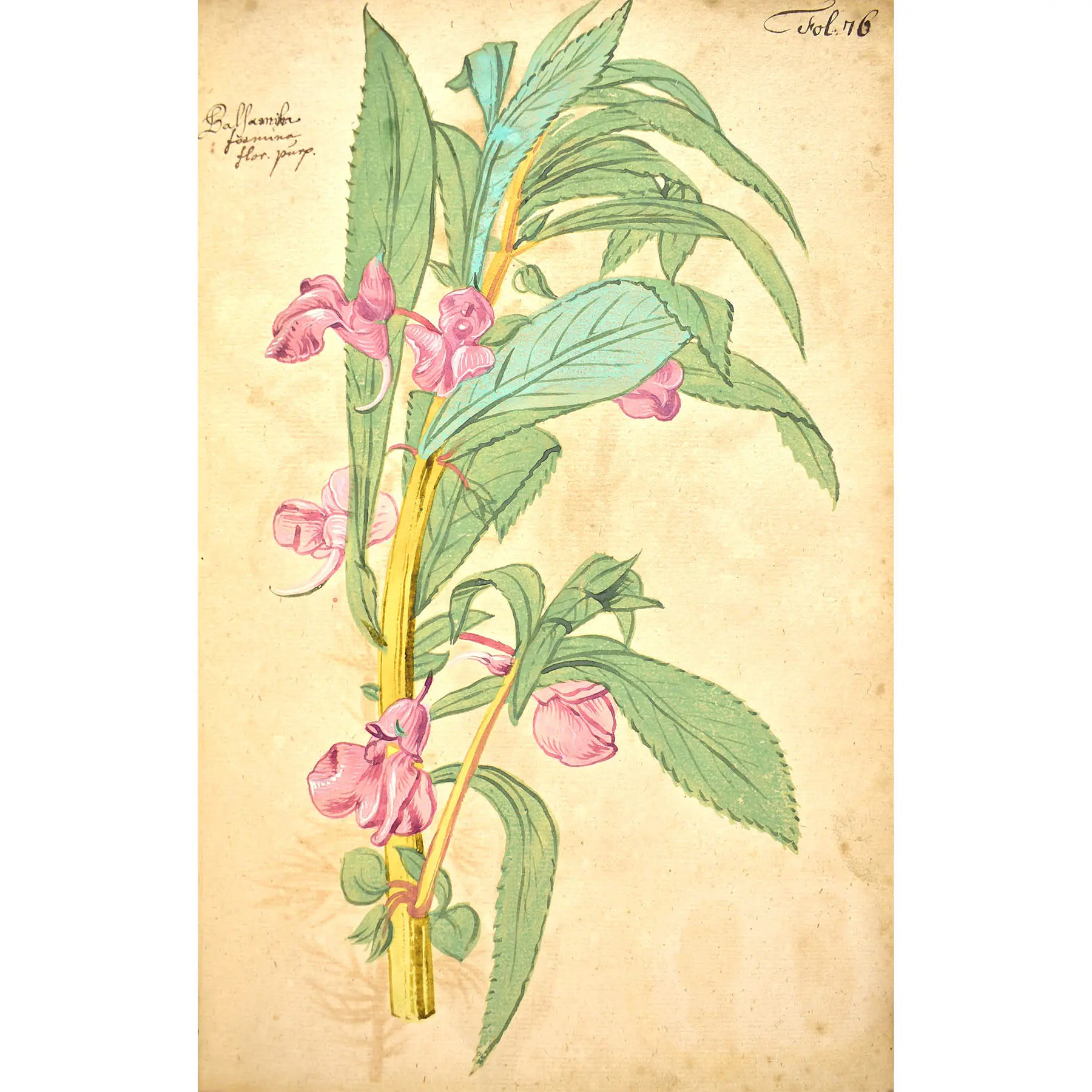 A Very Early Botanical Manuscript with 120 Fine Botanical Watercolours