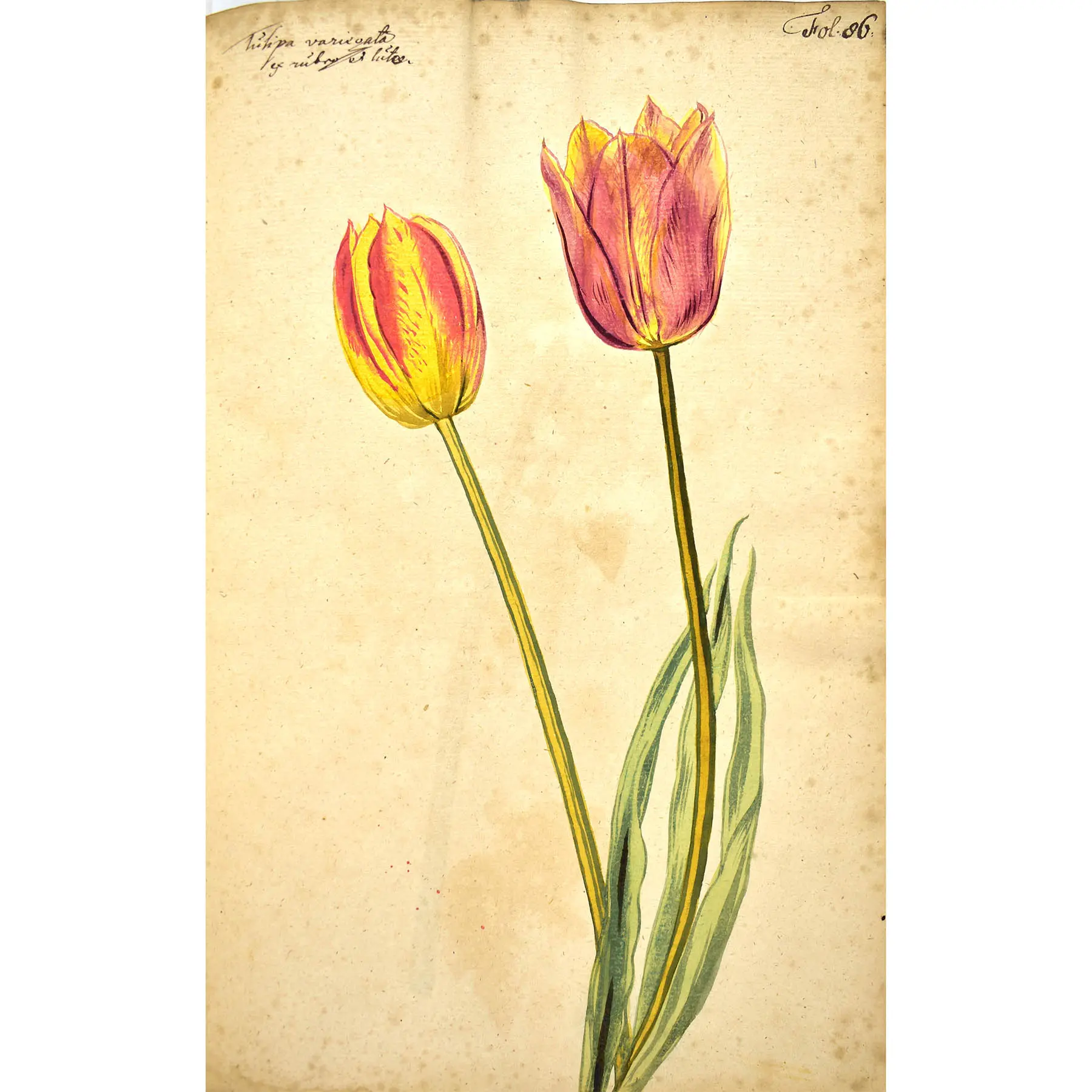 A Very Early Botanical Manuscript with 120 Fine Botanical Watercolours (5)