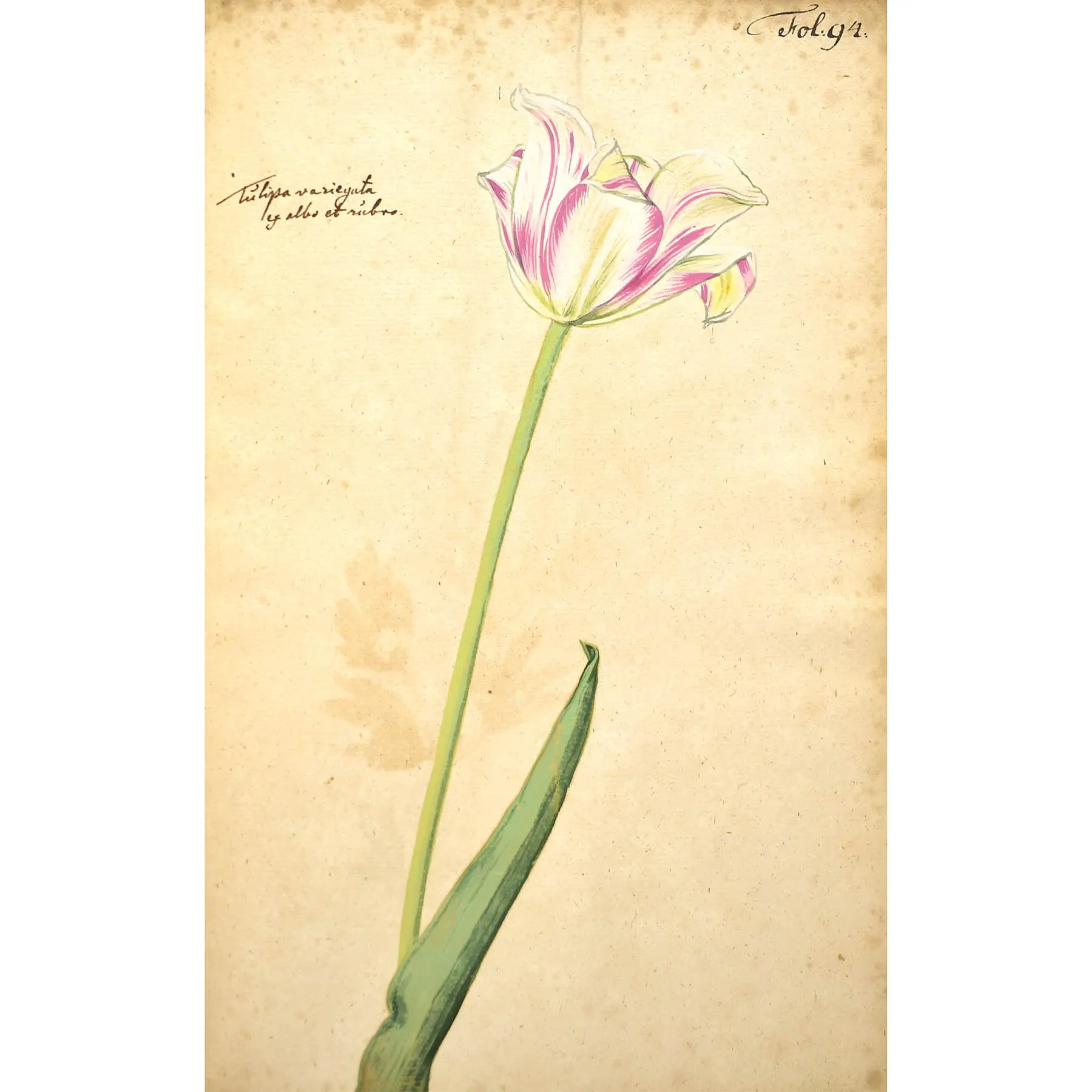A Very Early Botanical Manuscript with 120 Fine Botanical Watercolours (6)