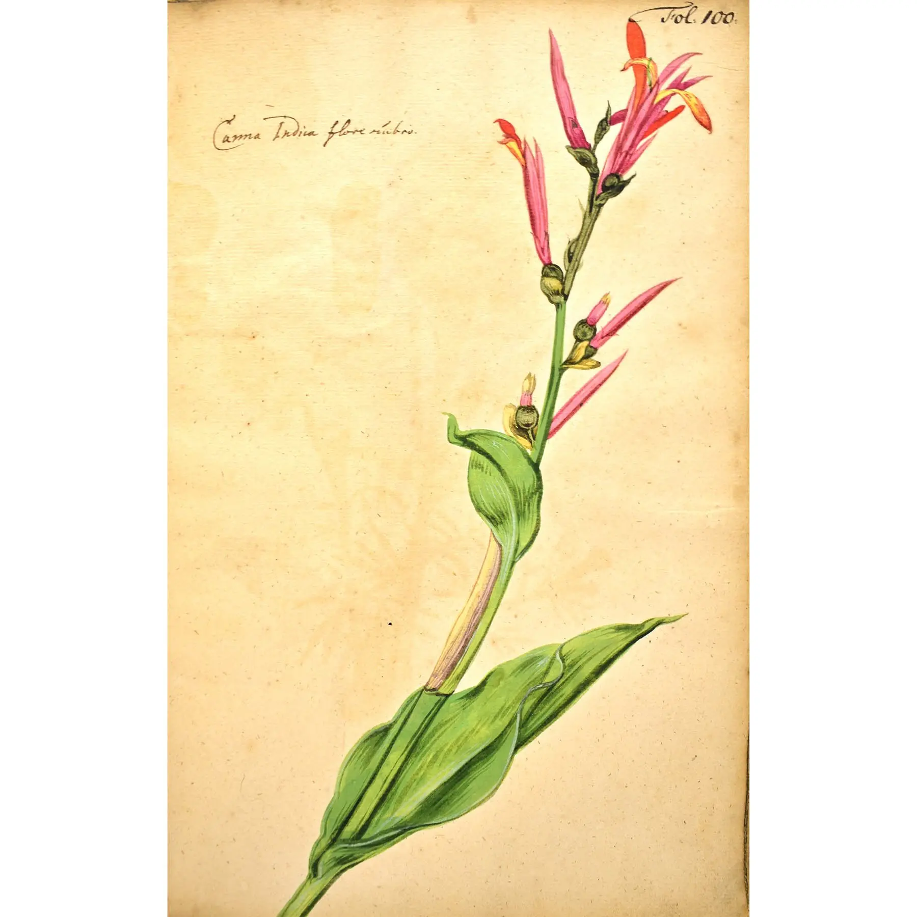 A Very Early Botanical Manuscript with 120 Fine Botanical Watercolours (7)