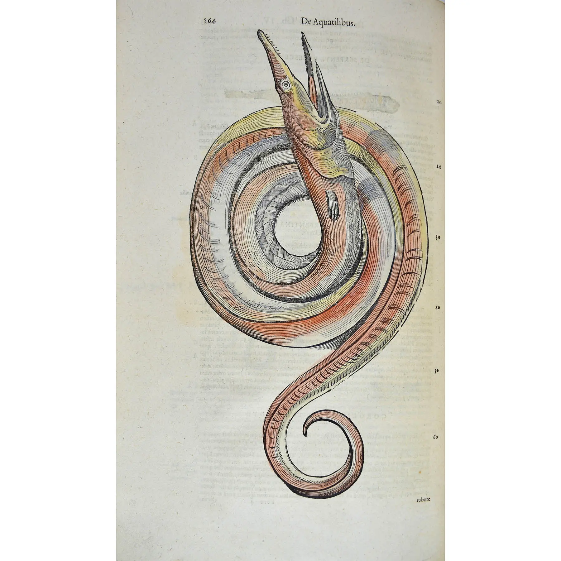 Historiae Animalium liber IV. Qui est de Piscium & Aquatilium Animantium natura. Cum iconibus singulorum ad vivum expressis… Continentur in hoc volumine, Gulielmi Rondeletii… (3)