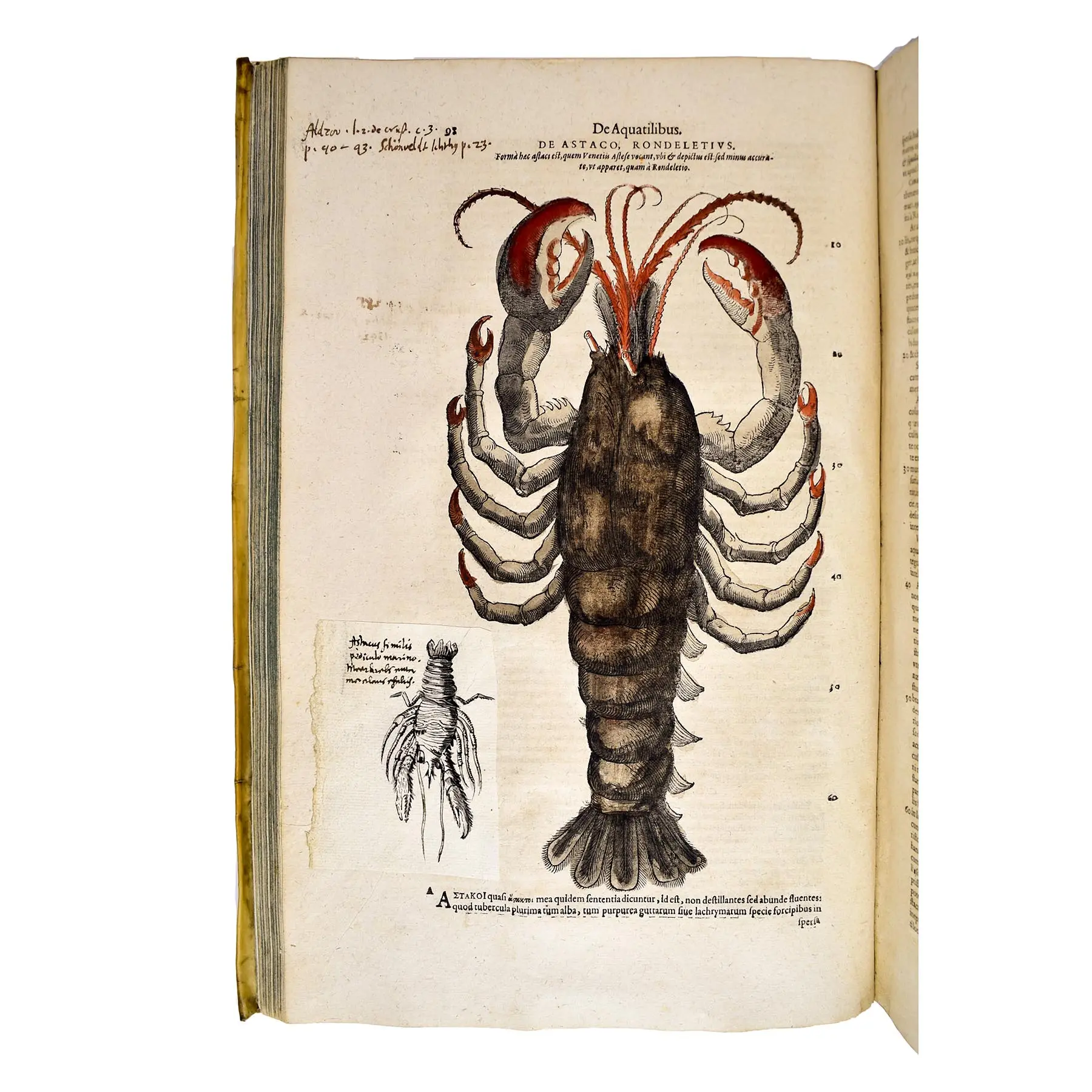 Historiae Animalium liber IV. Qui est de Piscium & Aquatilium Animantium natura. Cum iconibus singulorum ad vivum expressis… Continentur in hoc volumine, Gulielmi Rondeletii… (10)
