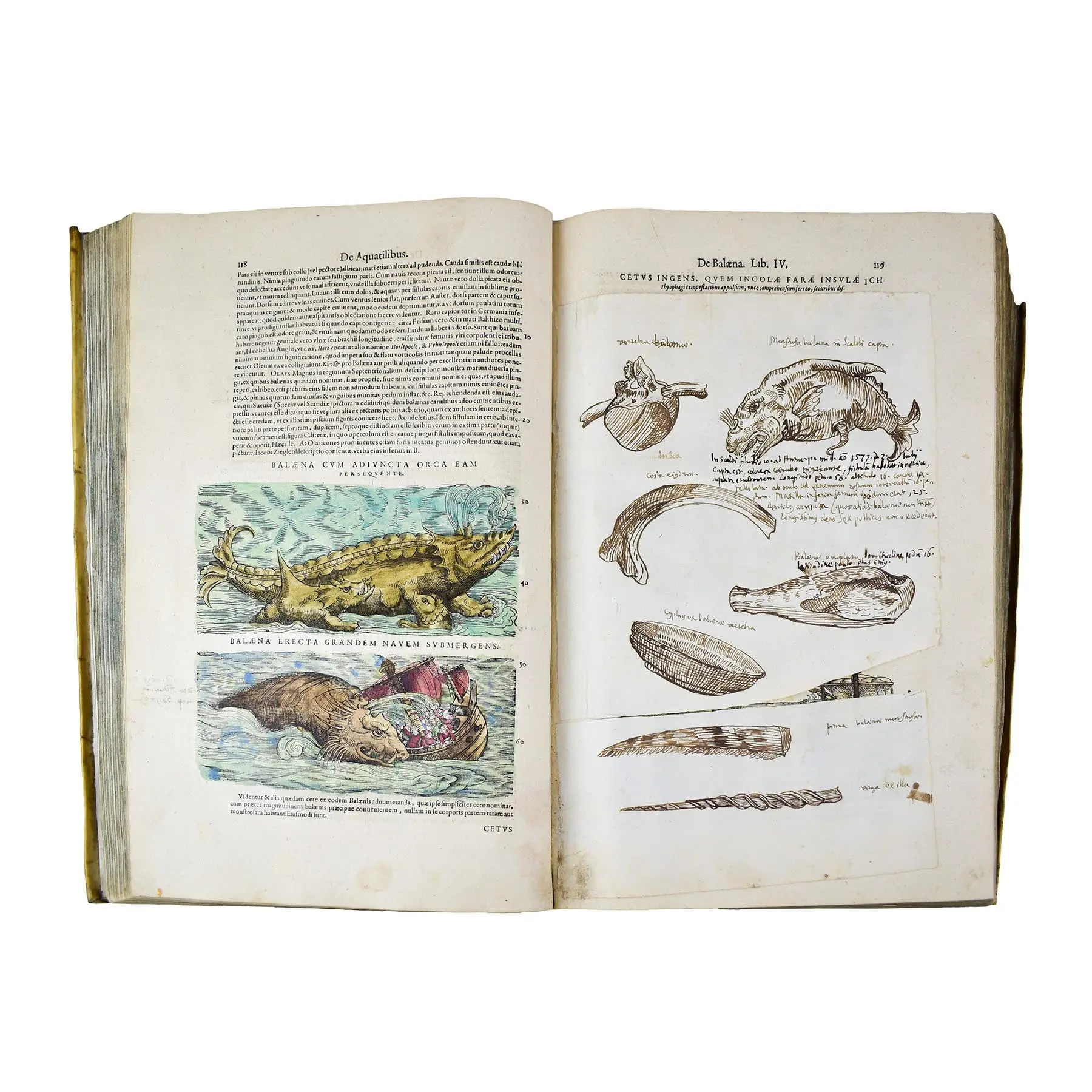 Historiae Animalium liber IV. Qui est de Piscium & Aquatilium Animantium natura. Cum iconibus singulorum ad vivum expressis… Continentur in hoc volumine, Gulielmi Rondeletii… (9)
