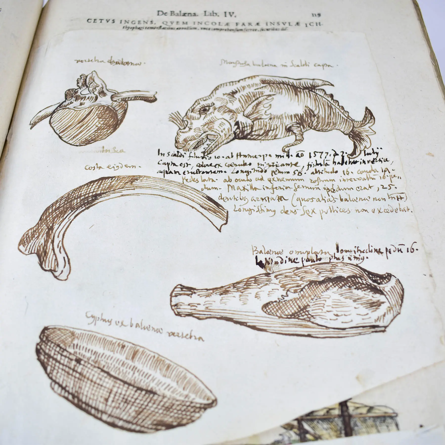Historiae Animalium liber IV. Qui est de Piscium & Aquatilium Animantium natura. Cum iconibus singulorum ad vivum expressis… Continentur in hoc volumine, Gulielmi Rondeletii… (8)