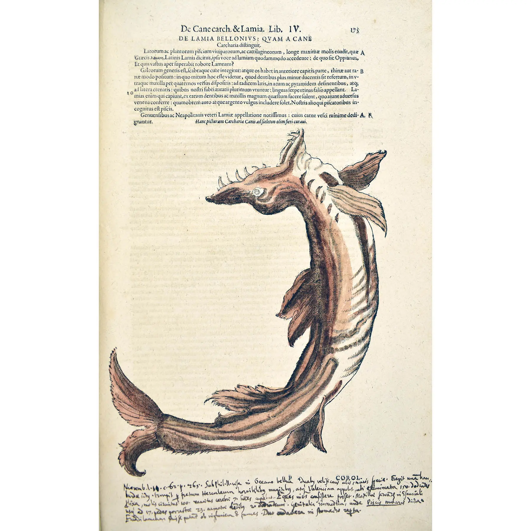 Historiae Animalium liber IV. Qui est de Piscium & Aquatilium Animantium natura. Cum iconibus singulorum ad vivum expressis… Continentur in hoc volumine, Gulielmi Rondeletii… (6)