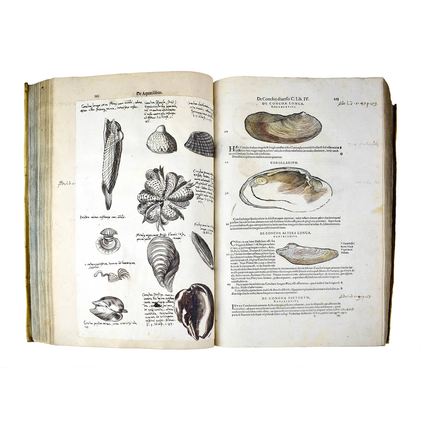 Historiae Animalium liber IV. Qui est de Piscium & Aquatilium Animantium natura. Cum iconibus singulorum ad vivum expressis... Continentur in hoc volumine, Gulielmi Rondeletii…