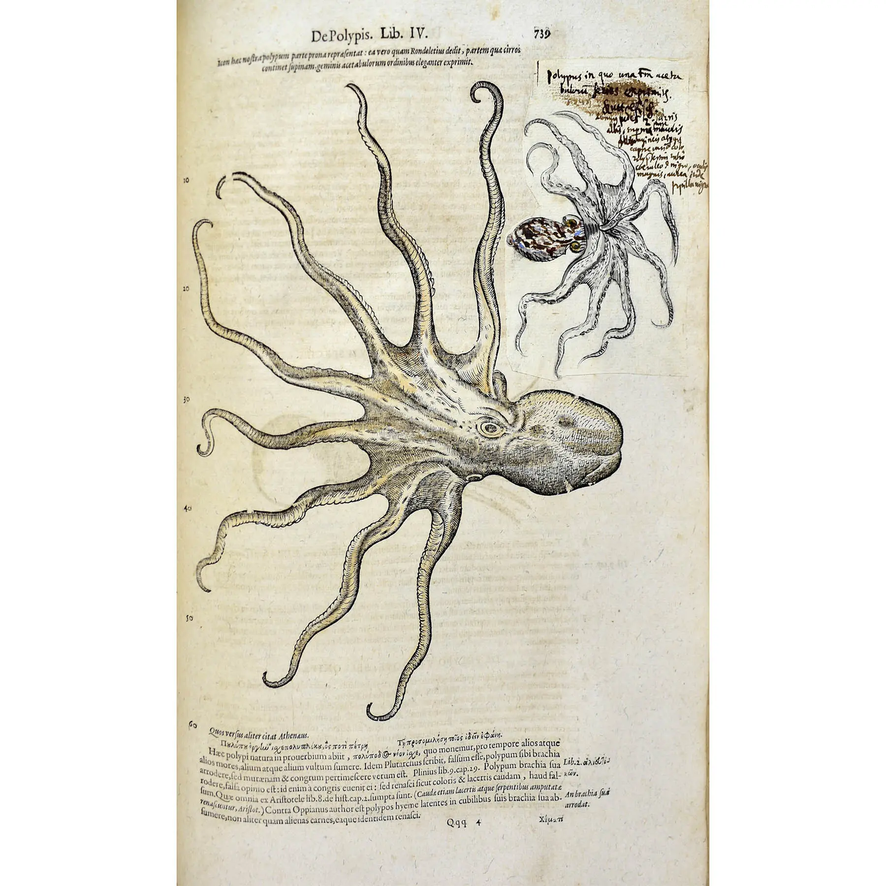 Historiae Animalium liber IV. Qui est de Piscium & Aquatilium Animantium natura. Cum iconibus singulorum ad vivum expressis… Continentur in hoc volumine, Gulielmi Rondeletii… (5)