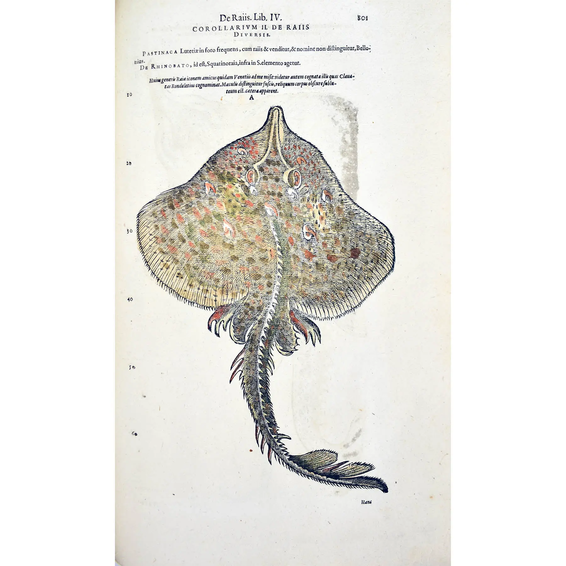 Historiae Animalium liber IV. Qui est de Piscium & Aquatilium Animantium natura. Cum iconibus singulorum ad vivum expressis… Continentur in hoc volumine, Gulielmi Rondeletii… (4)