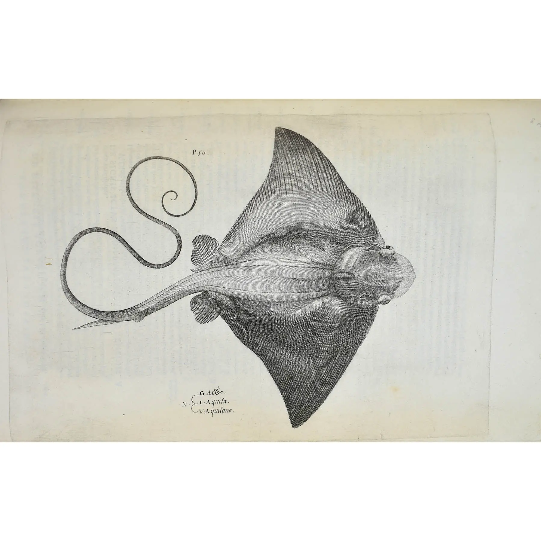Aquatilium Animalium Historiae, liber primus, cum eorumdem formis, ære excusis (3)