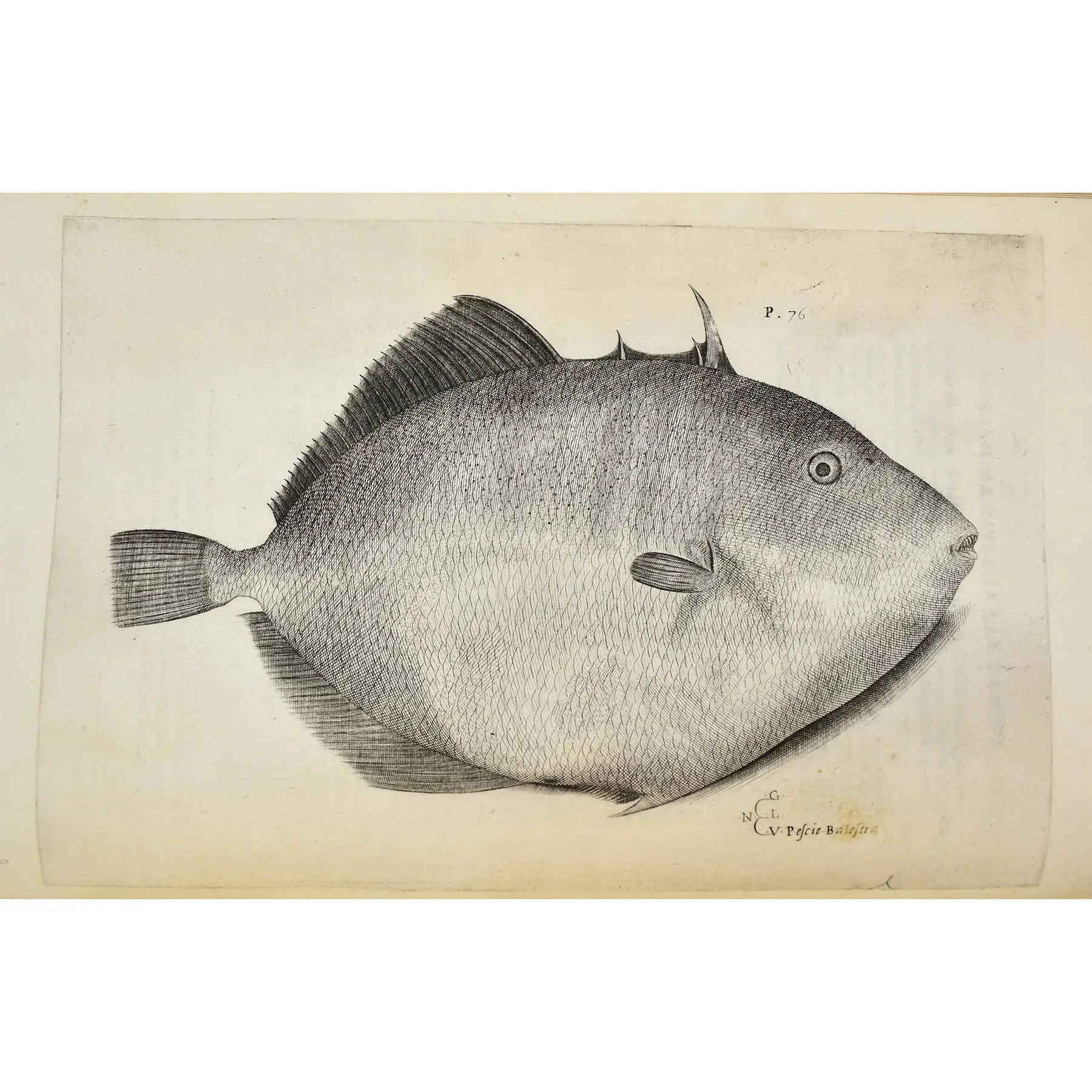 Aquatilium Animalium Historiae, liber primus, cum eorumdem formis, ære excusis (4)