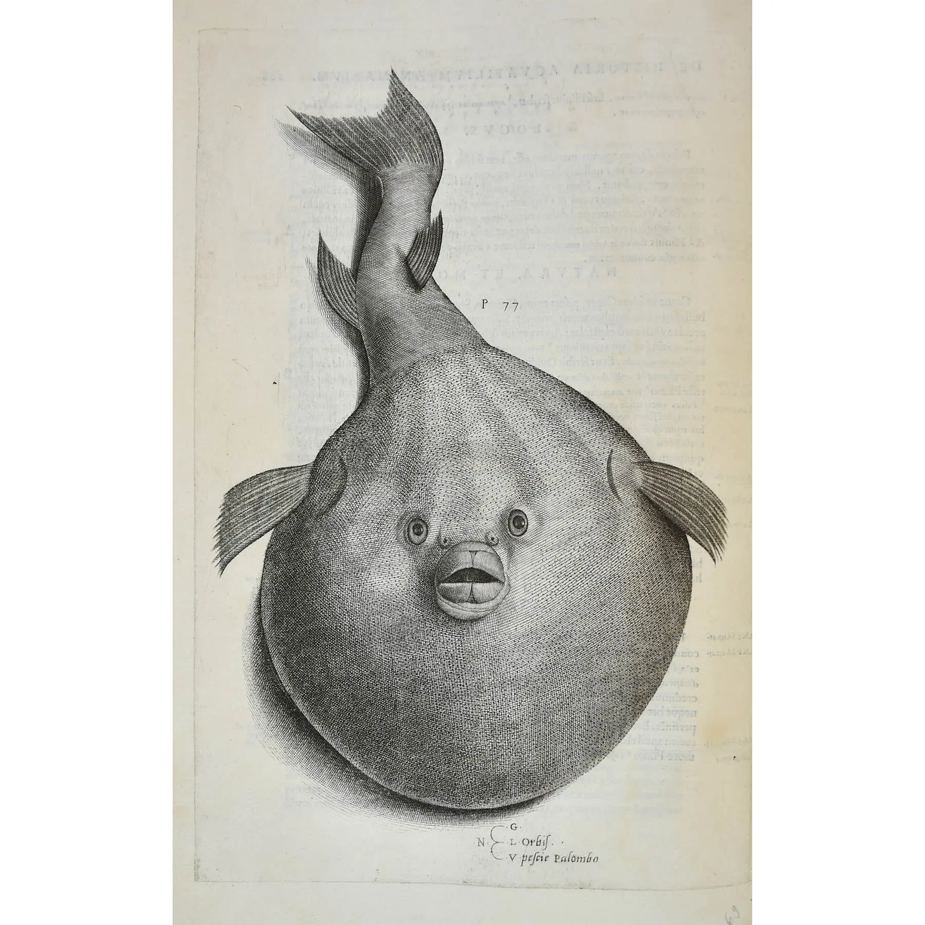 Aquatilium Animalium Historiae, liber primus, cum eorumdem formis, ære excusis.