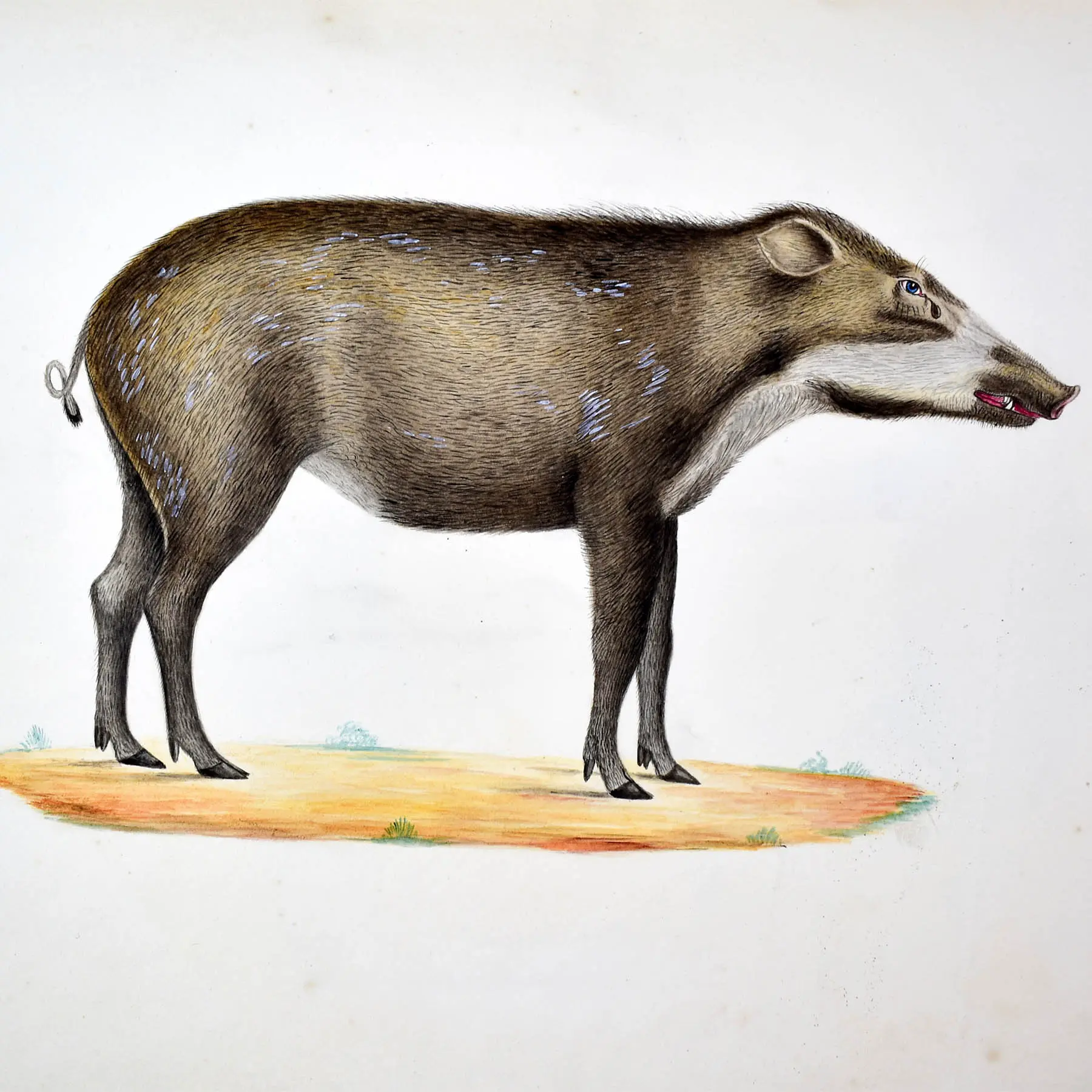 NATURAL HISTORY – WATERHOUSE HAWKINS 1