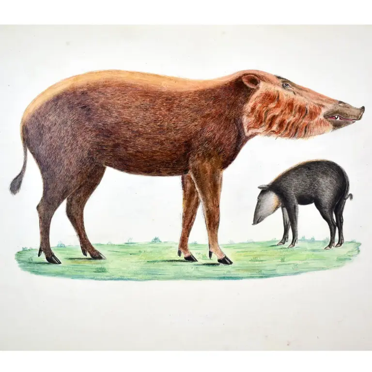 Drawings and Watercolours  for J.E.Gray. Gleanings from the Menagerie & Aviary at Knowsley Hall…Hoofed Quadrupeds. (1846-1850).