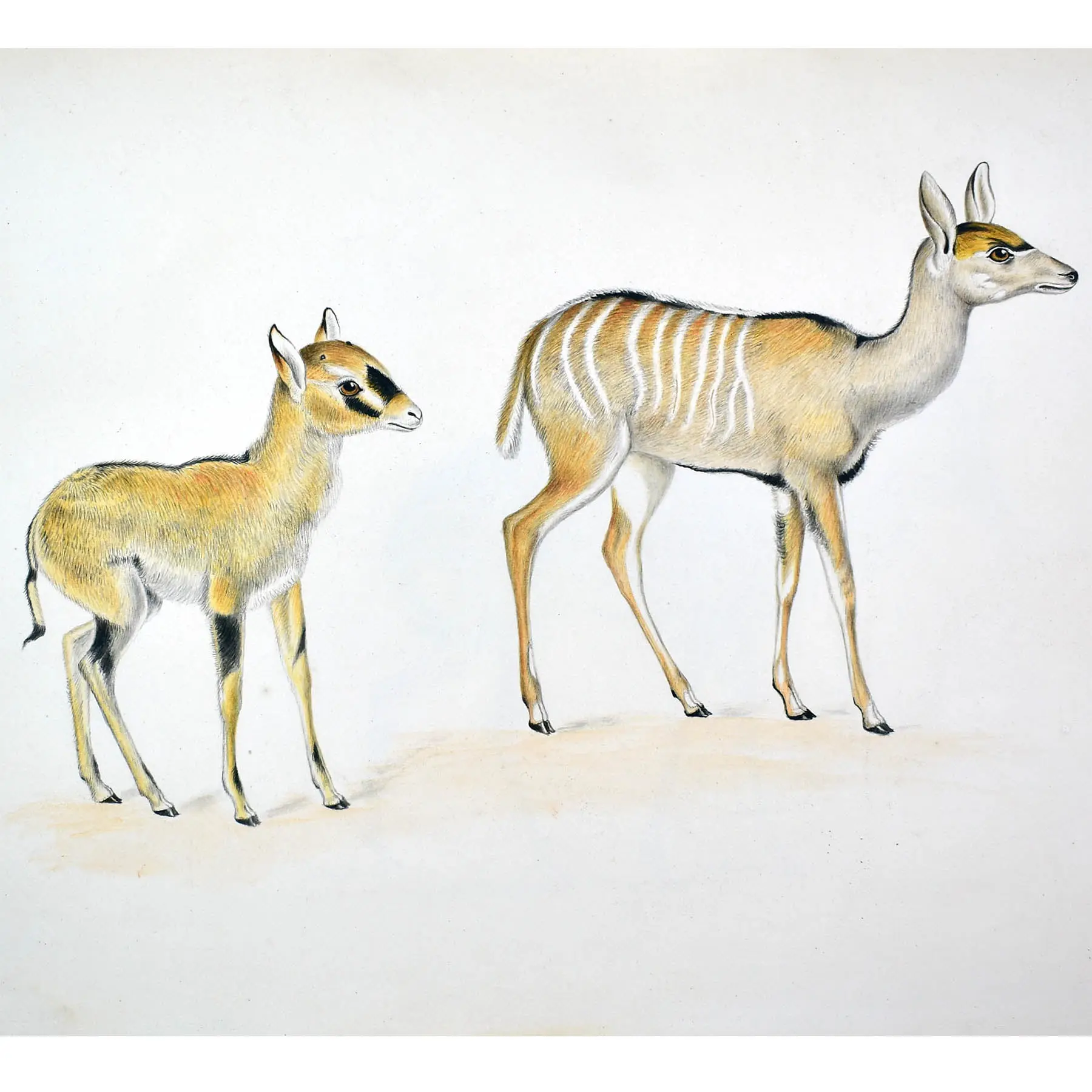NATURAL HISTORY – WATERHOUSE HAWKINS 3
