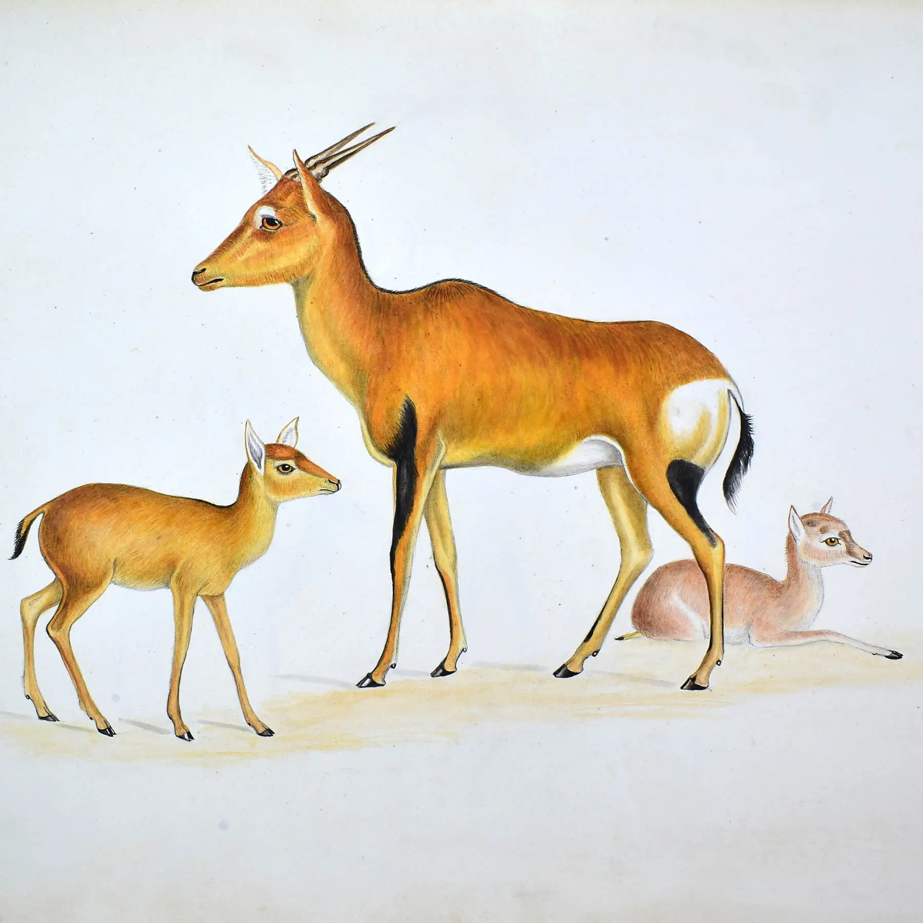 NATURAL HISTORY – WATERHOUSE HAWKINS 4