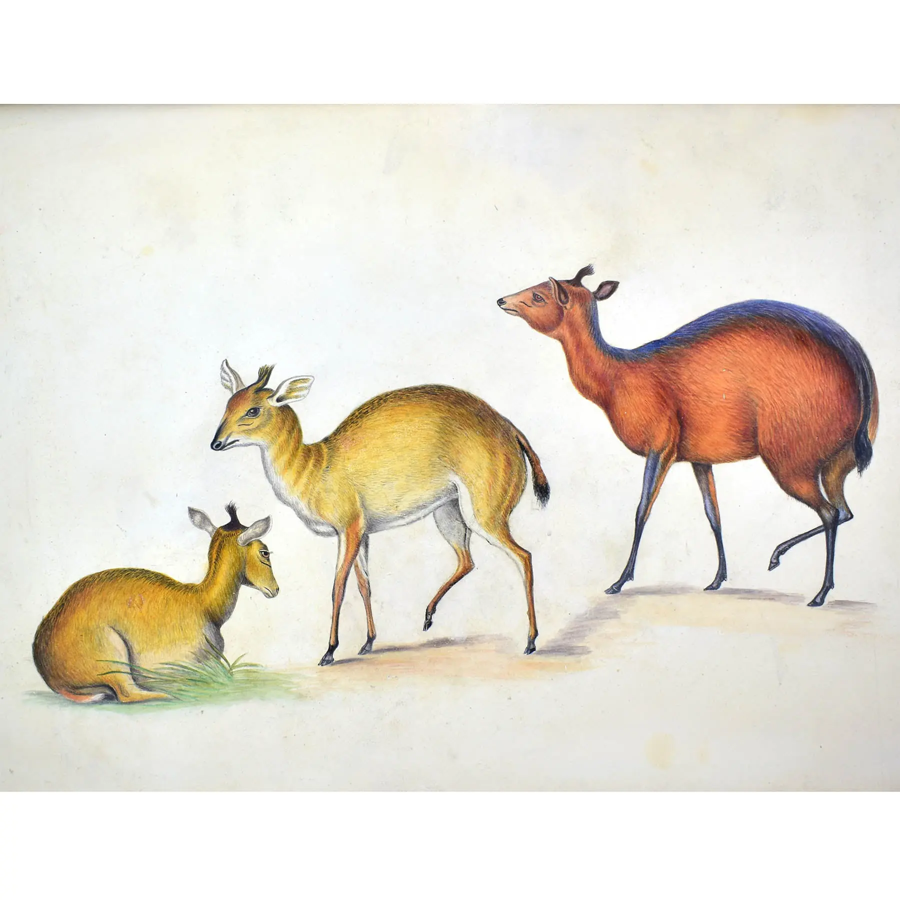 NATURAL HISTORY – WATERHOUSE HAWKINS 5