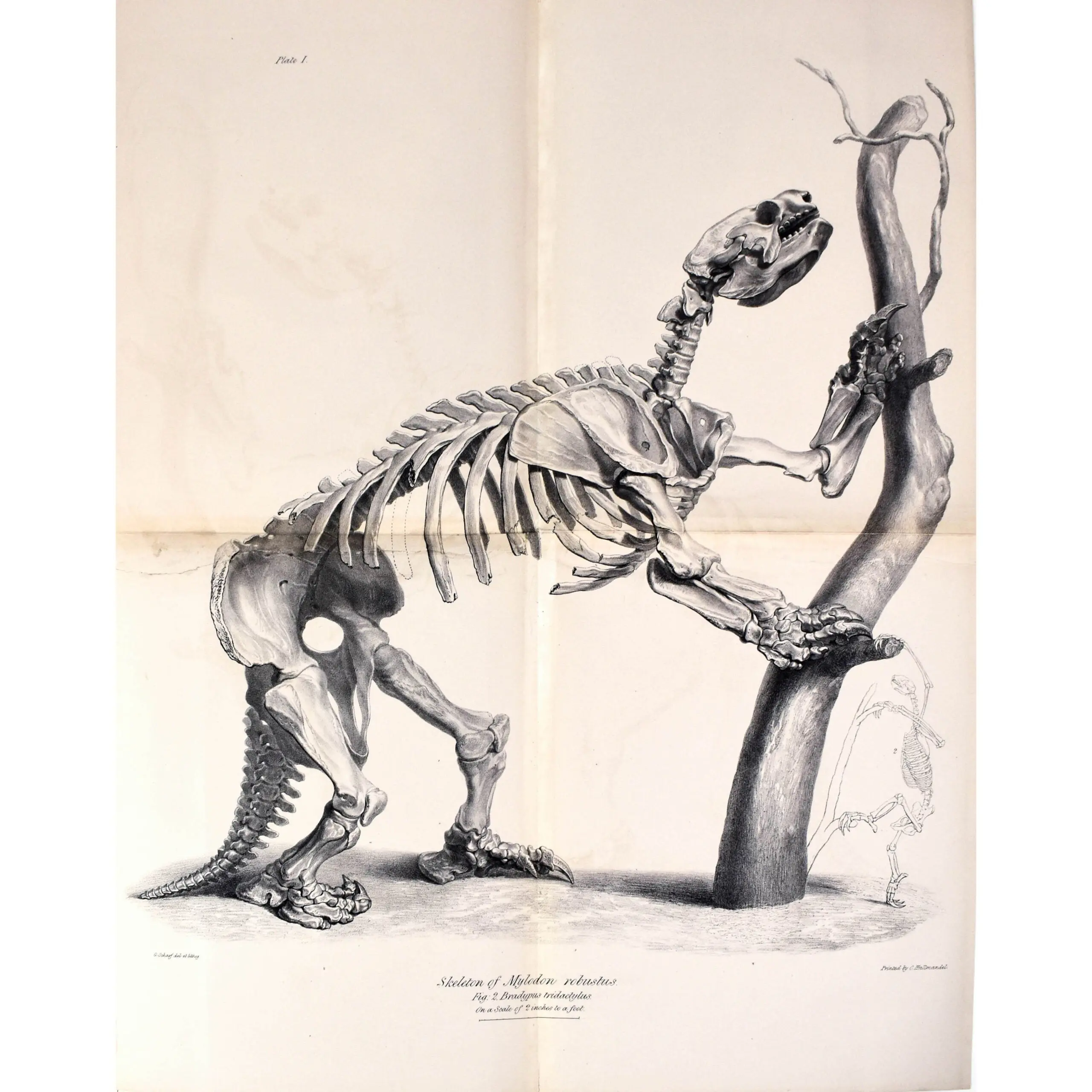 OWEN SLOTH_2 (small)