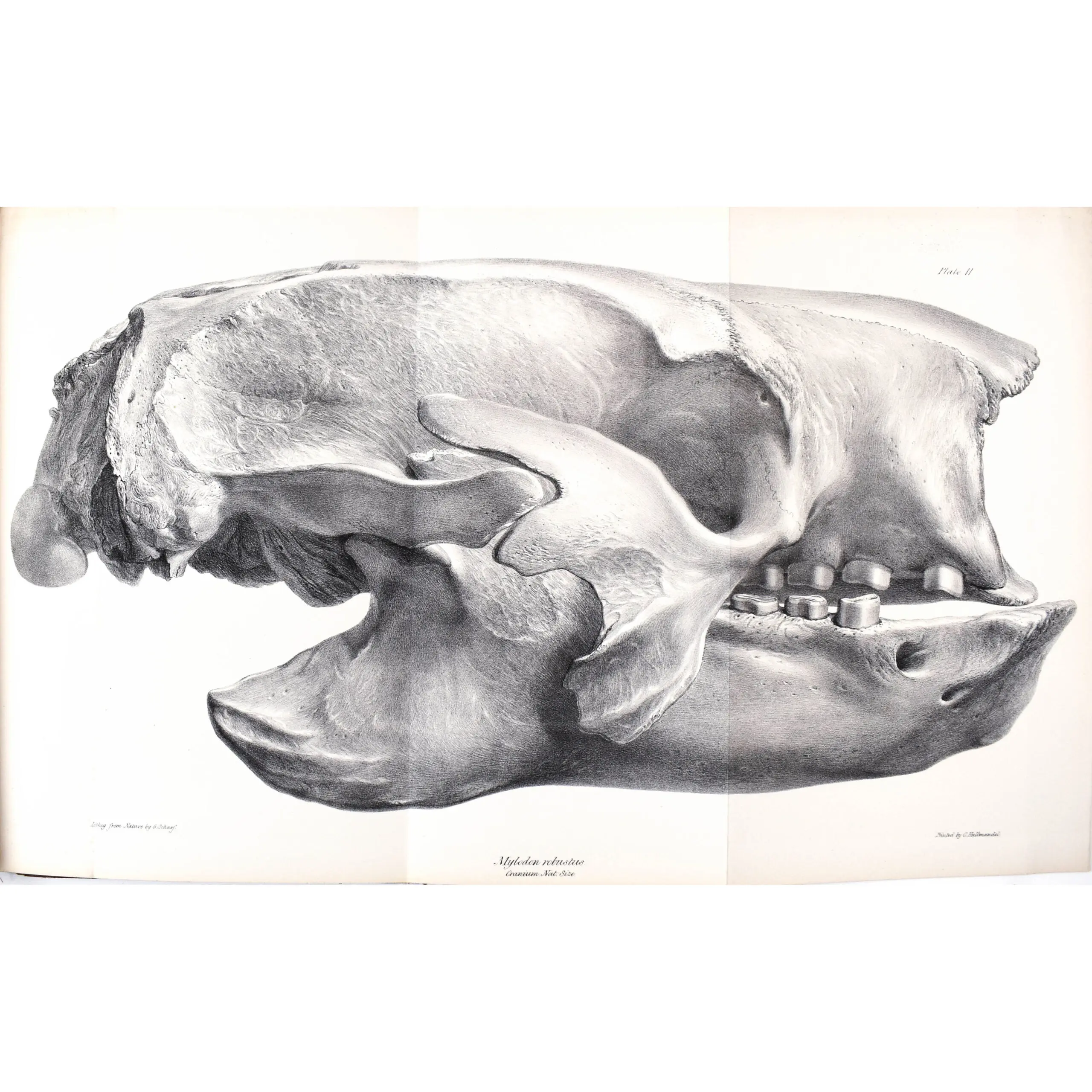 Description of the Skeleton of the Extinct Gigantic Sloth, Mylodon Robustus, with Observations on the Osteology Natural Affinities, and probable habits of the Megatheroid Quadrupeds in general