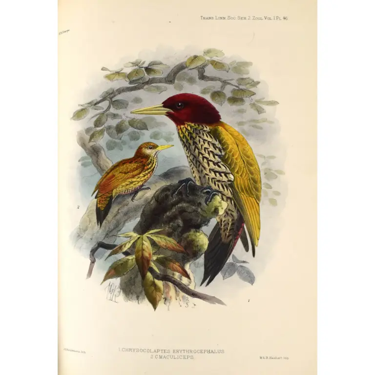 On the Birds Collected by Professor J.B. Steere in the Philippine Archipelago,