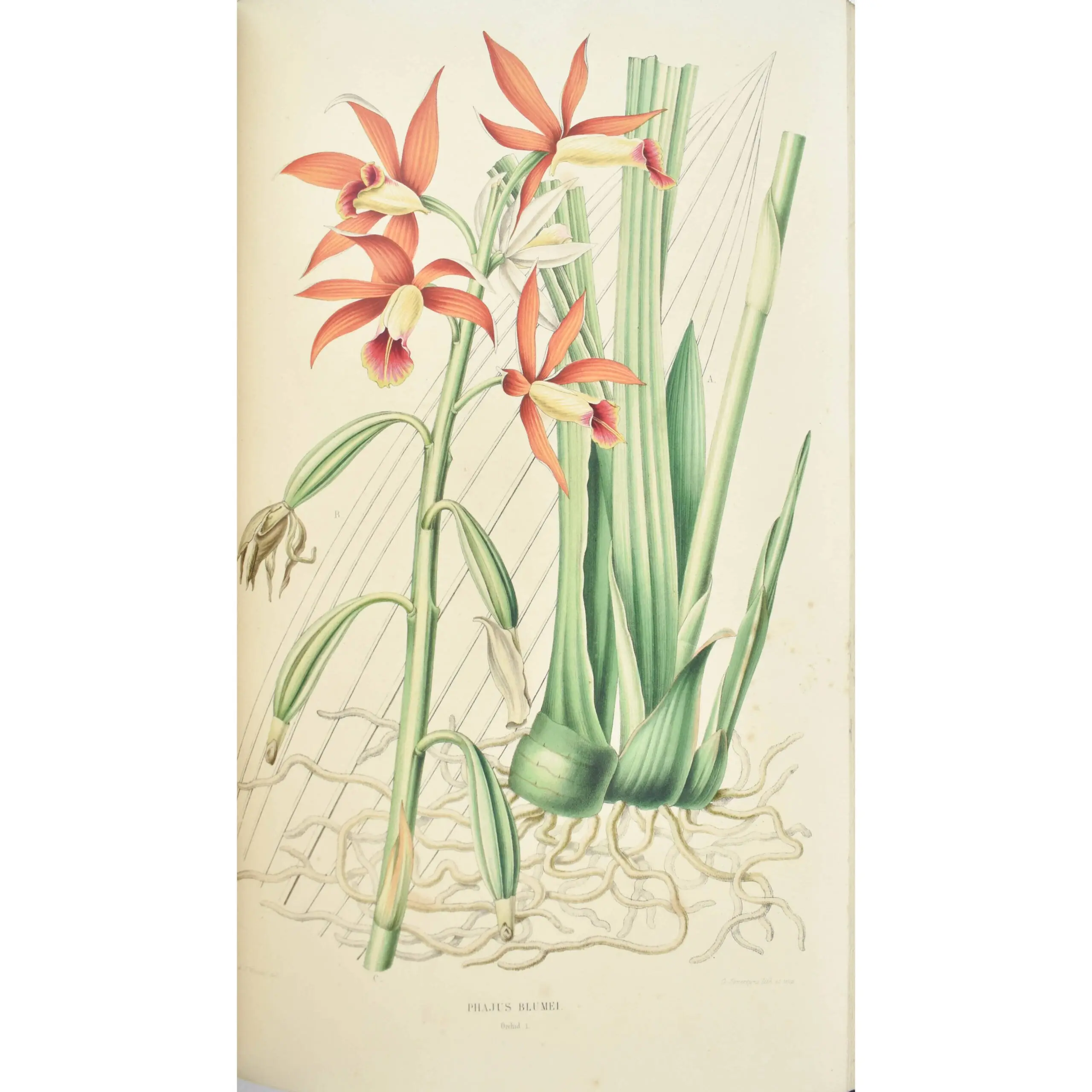 Flora Javae nec non insularum adjacentium… (4)