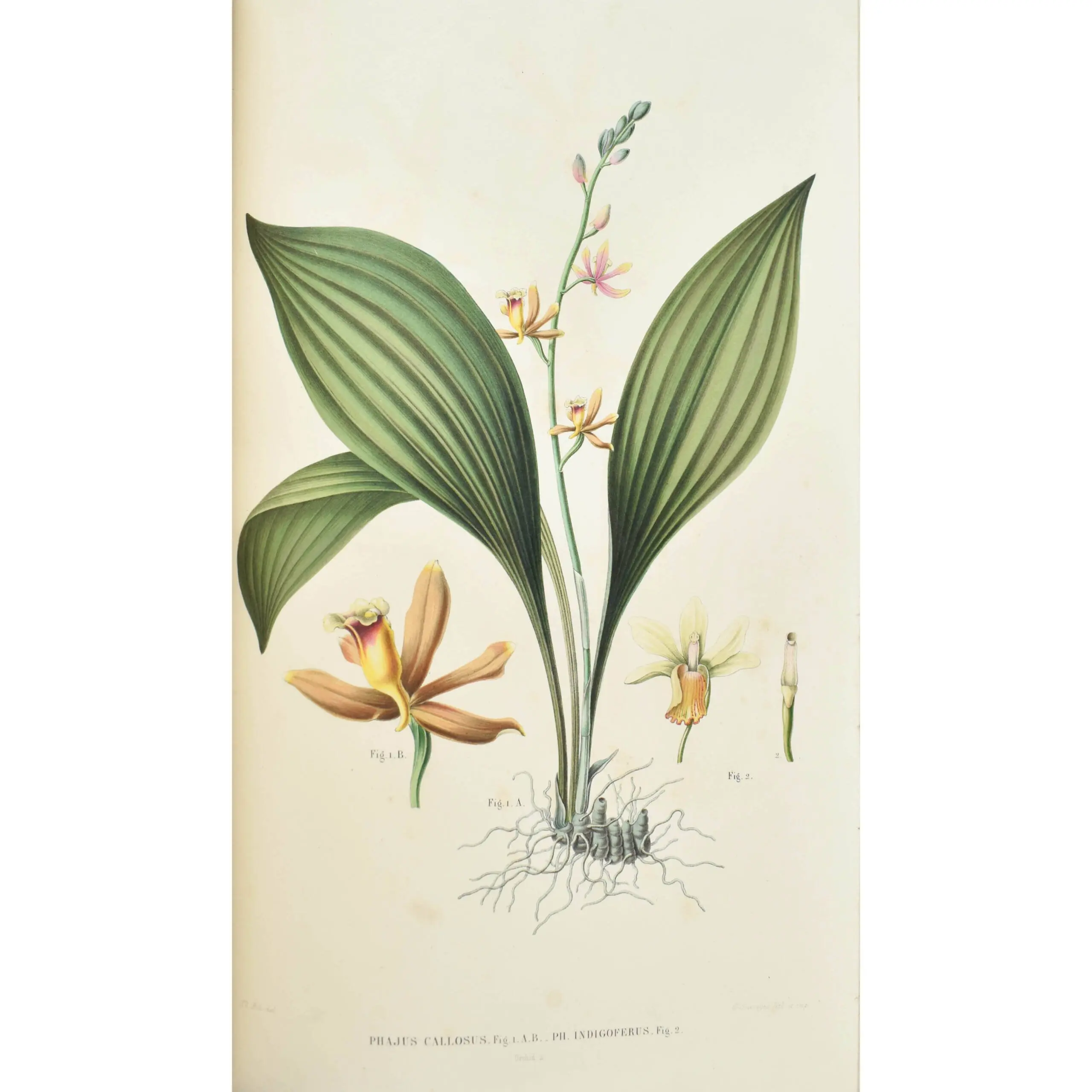 Flora Javae nec non insularum adjacentium… (5)