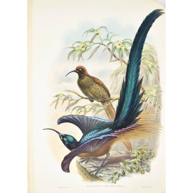Monograph of the Paradiseidae, or Birds of Paradise, and Ptilonorhynchidae, or Bower-birds.