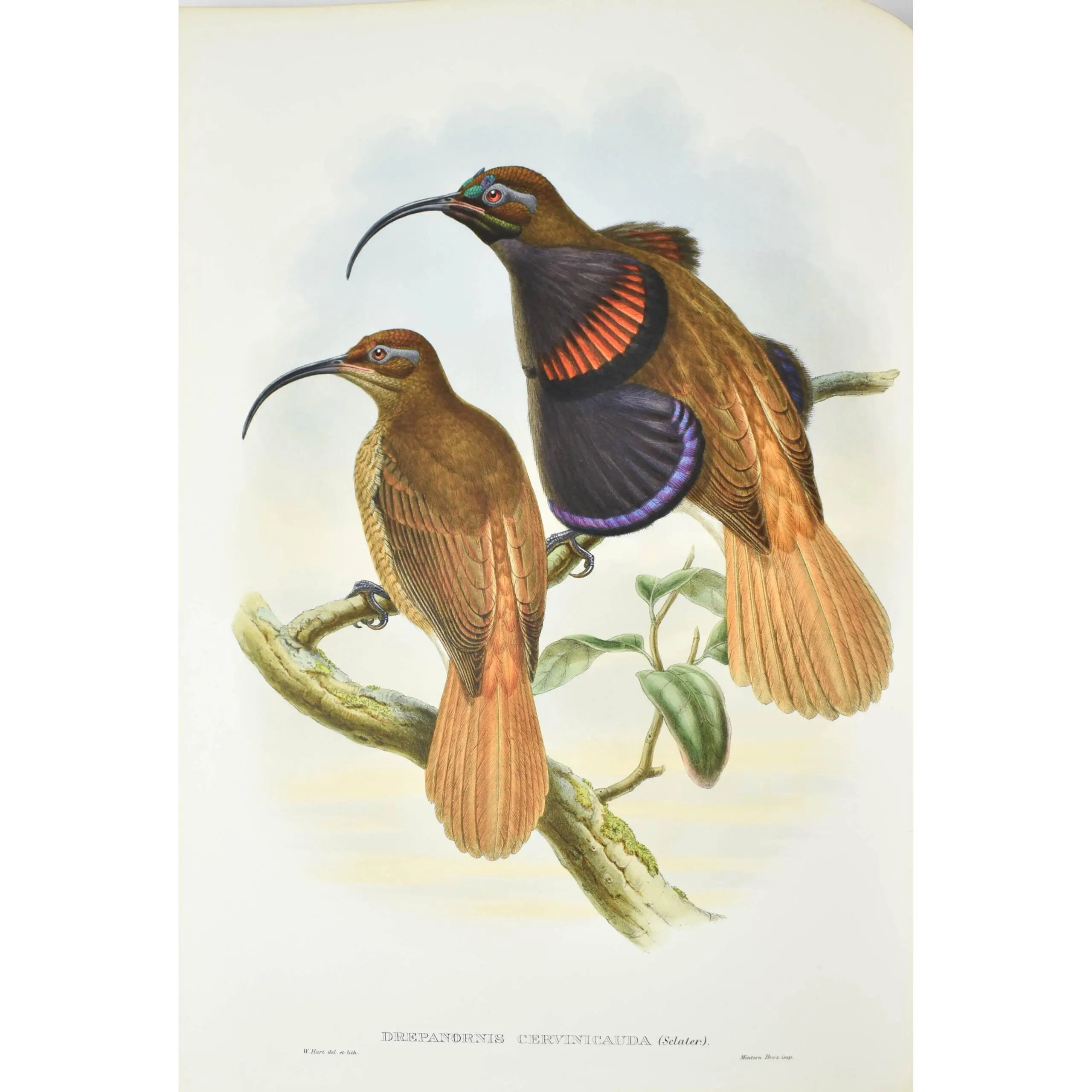 Monograph of the Paradiseidae, or Birds of Paradise, and Ptilonorhynchidae, or Bower-birds (3)