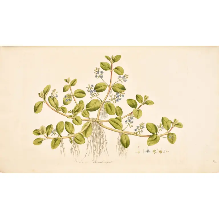 Flora Londinensis: or plates and descriptions of such plants as grow wild in the environs of London: with their places of growth, and times of flowering