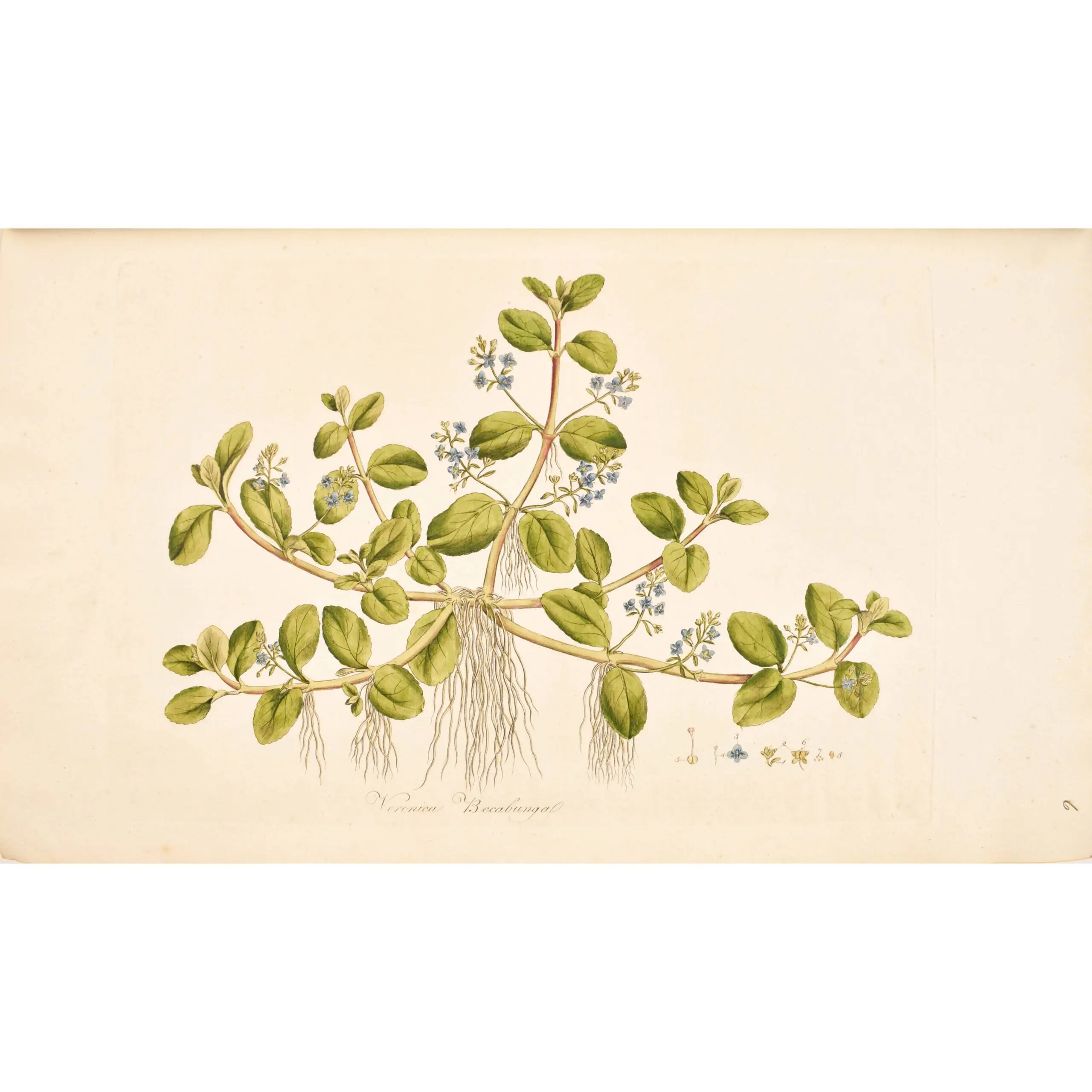 Flora Londinensis: or plates and descriptions of such plants as grow wild in the environs of London: with their places of growth, and times of flowering
