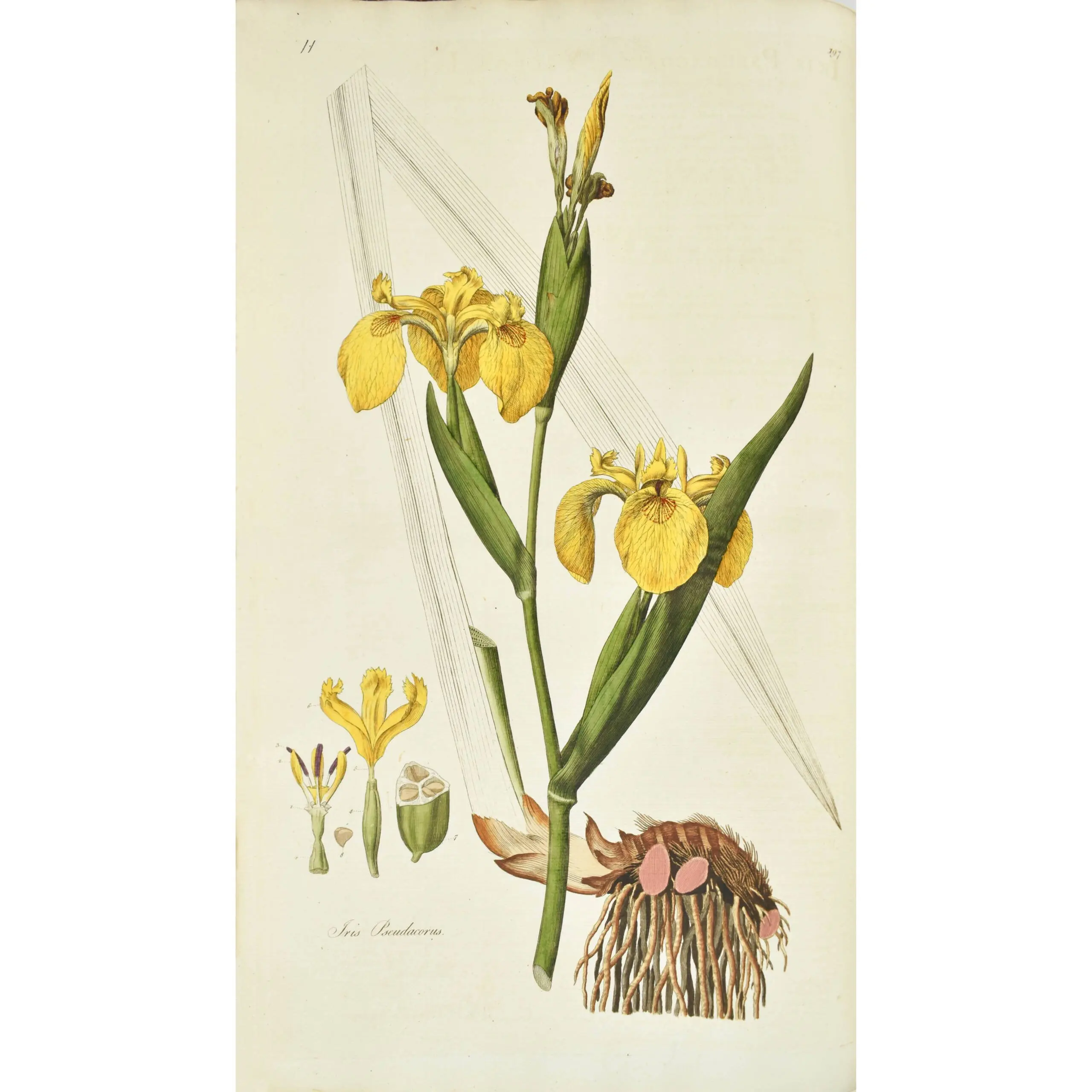 Flora Londinensis: or plates and descriptions of such plants as grow wild in the environs of London: with their places of growth, and times of flowering (3)
