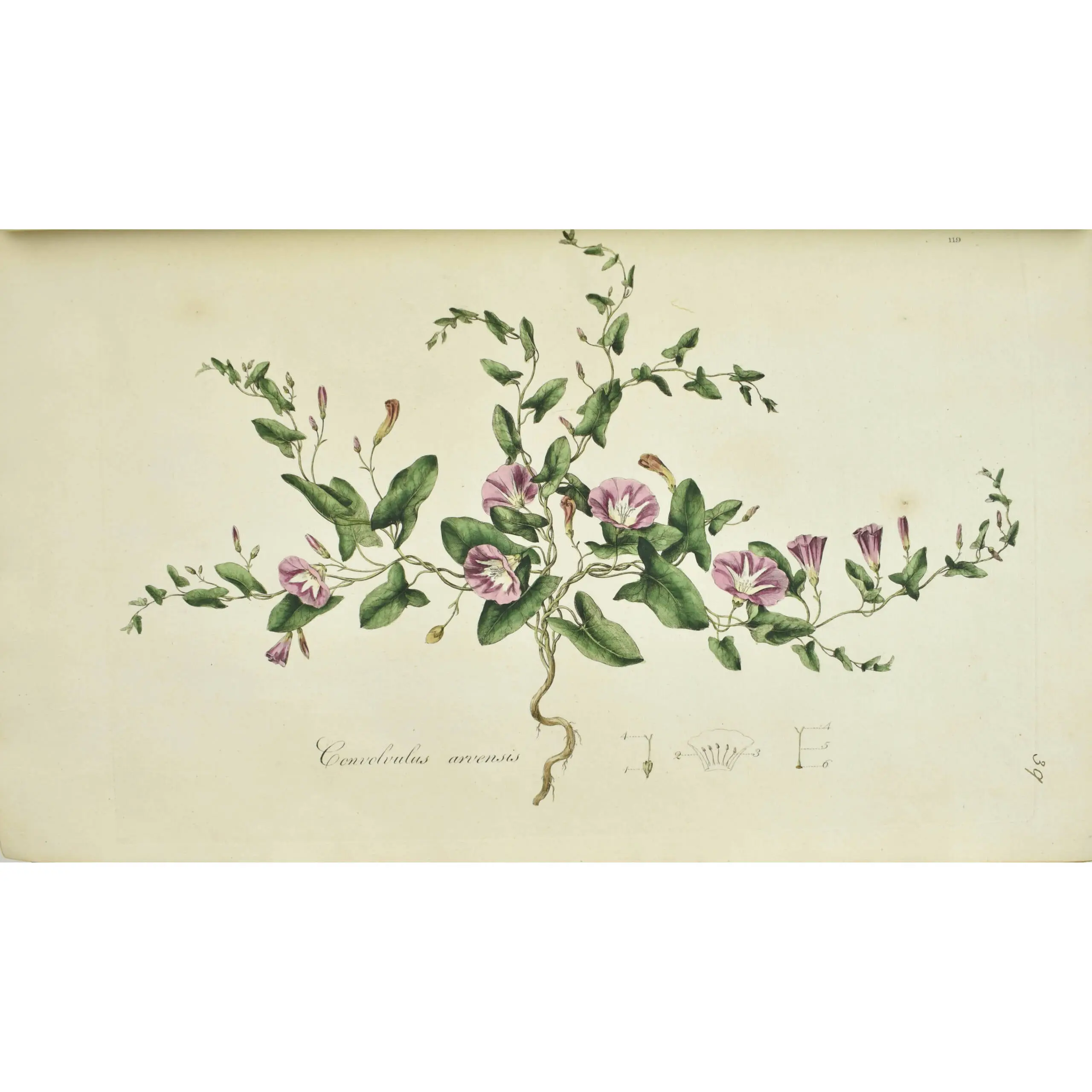 Flora Londinensis: or plates and descriptions of such plants as grow wild in the environs of London: with their places of growth, and times of flowering (4)