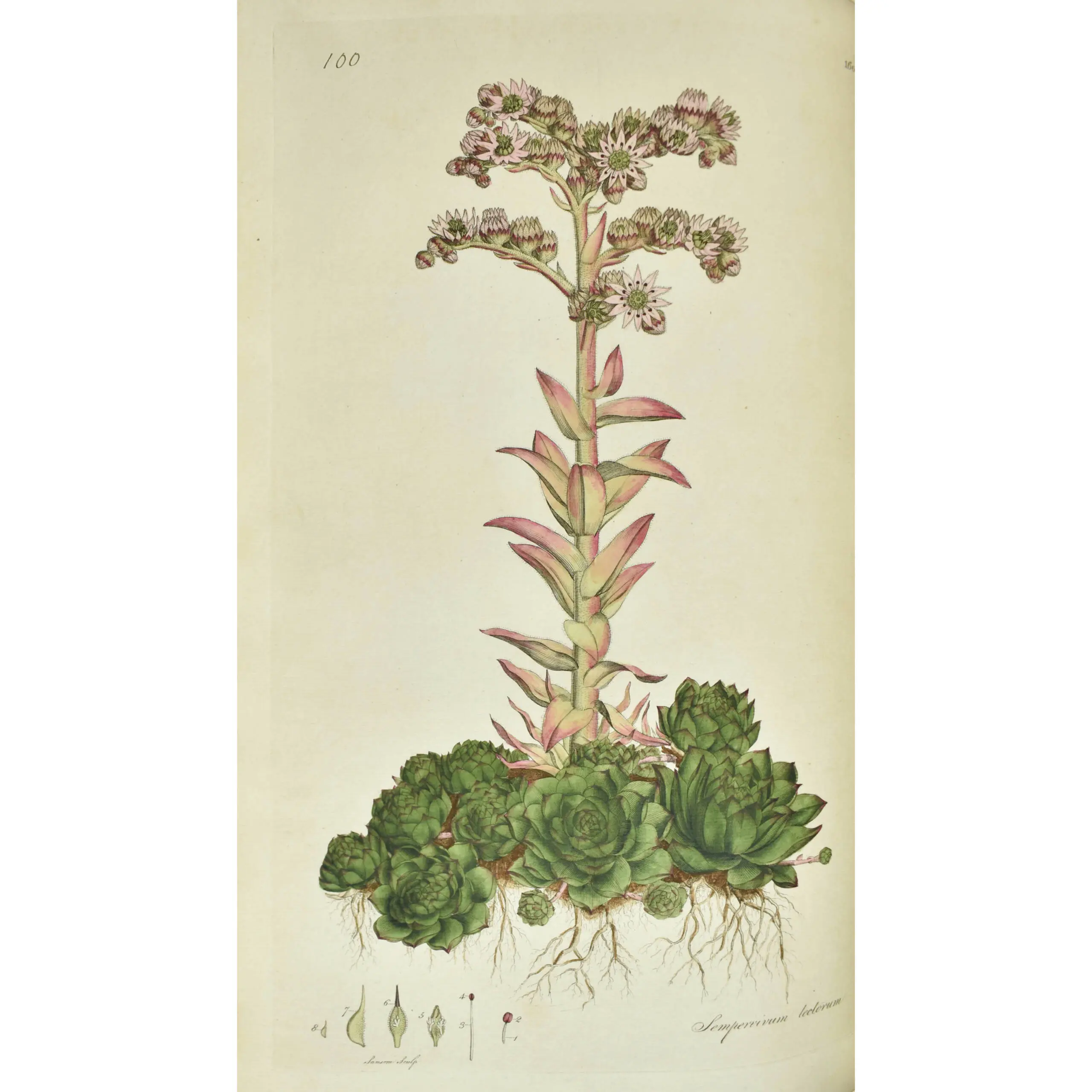 Flora Londinensis: or plates and descriptions of such plants as grow wild in the environs of London: with their places of growth, and times of flowering (5)