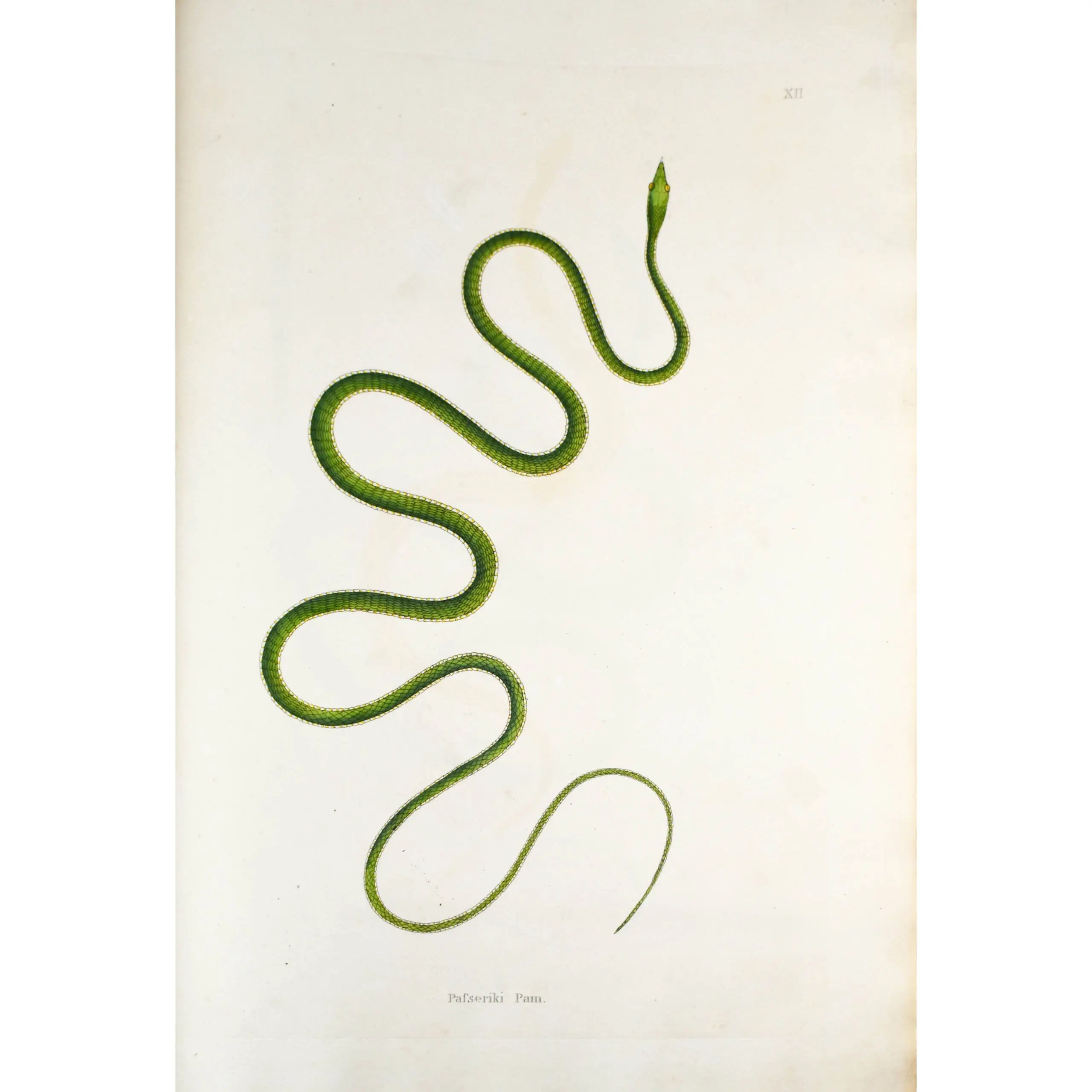 An Account of Indian Serpents Collected in the Coast of Coromandel; containing descriptions and drawings of each species; together with experiments and remarks on their several poisons, (2)