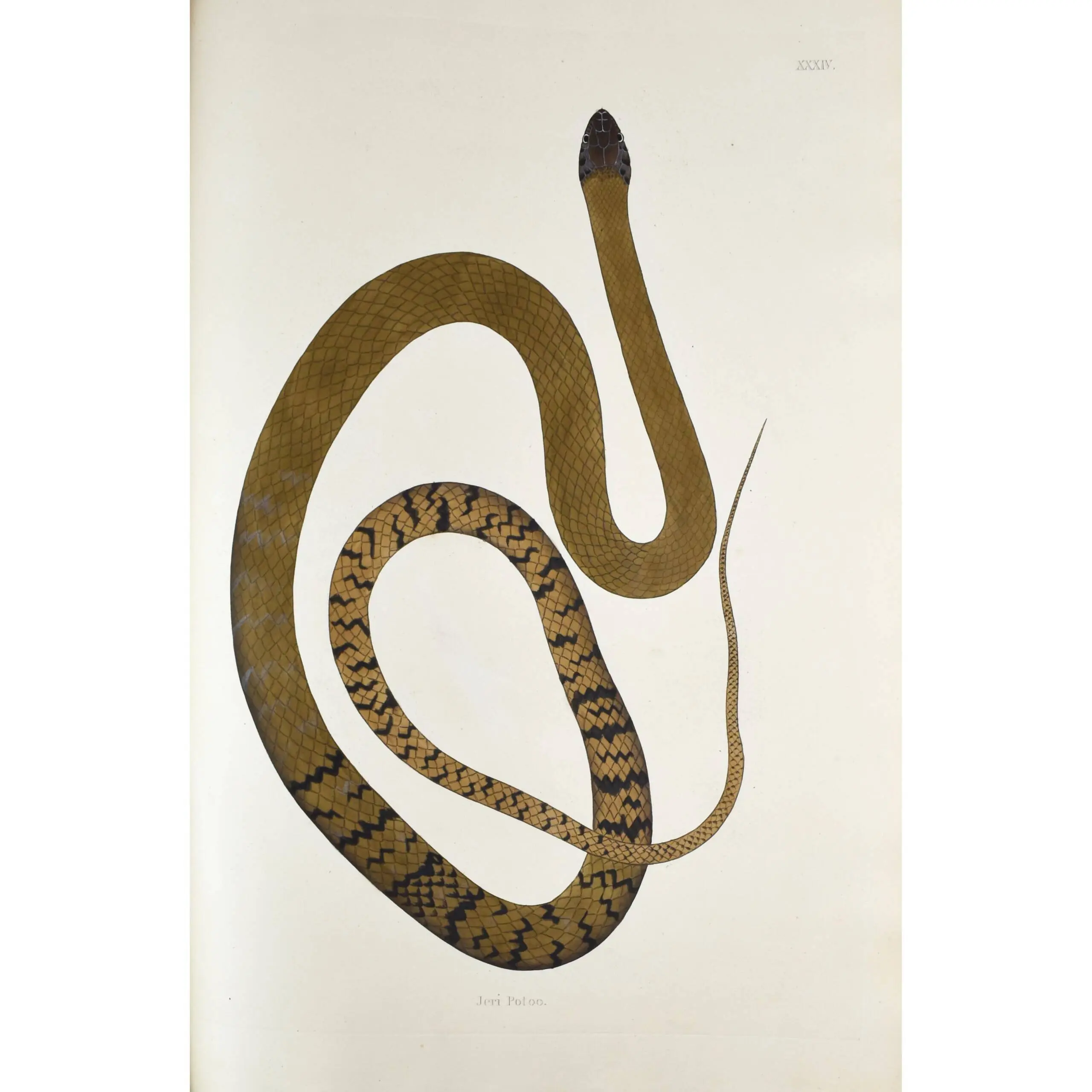 An Account of Indian Serpents Collected in the Coast of Coromandel; containing descriptions and drawings of each species; together with experiments and remarks on their several poisons,