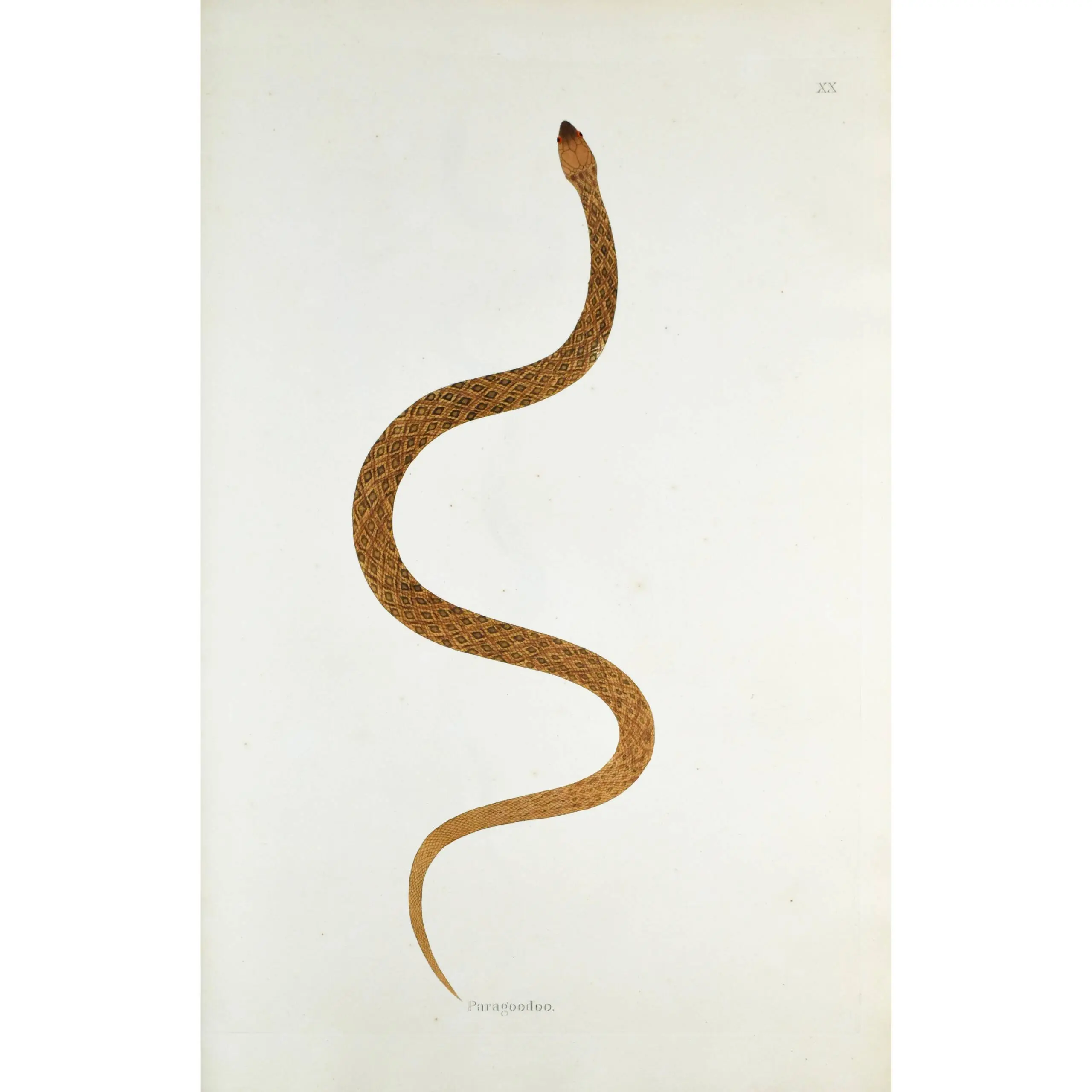 An Account of Indian Serpents Collected in the Coast of Coromandel; containing descriptions and drawings of each species; together with experiments and remarks on their several poisons, (3)