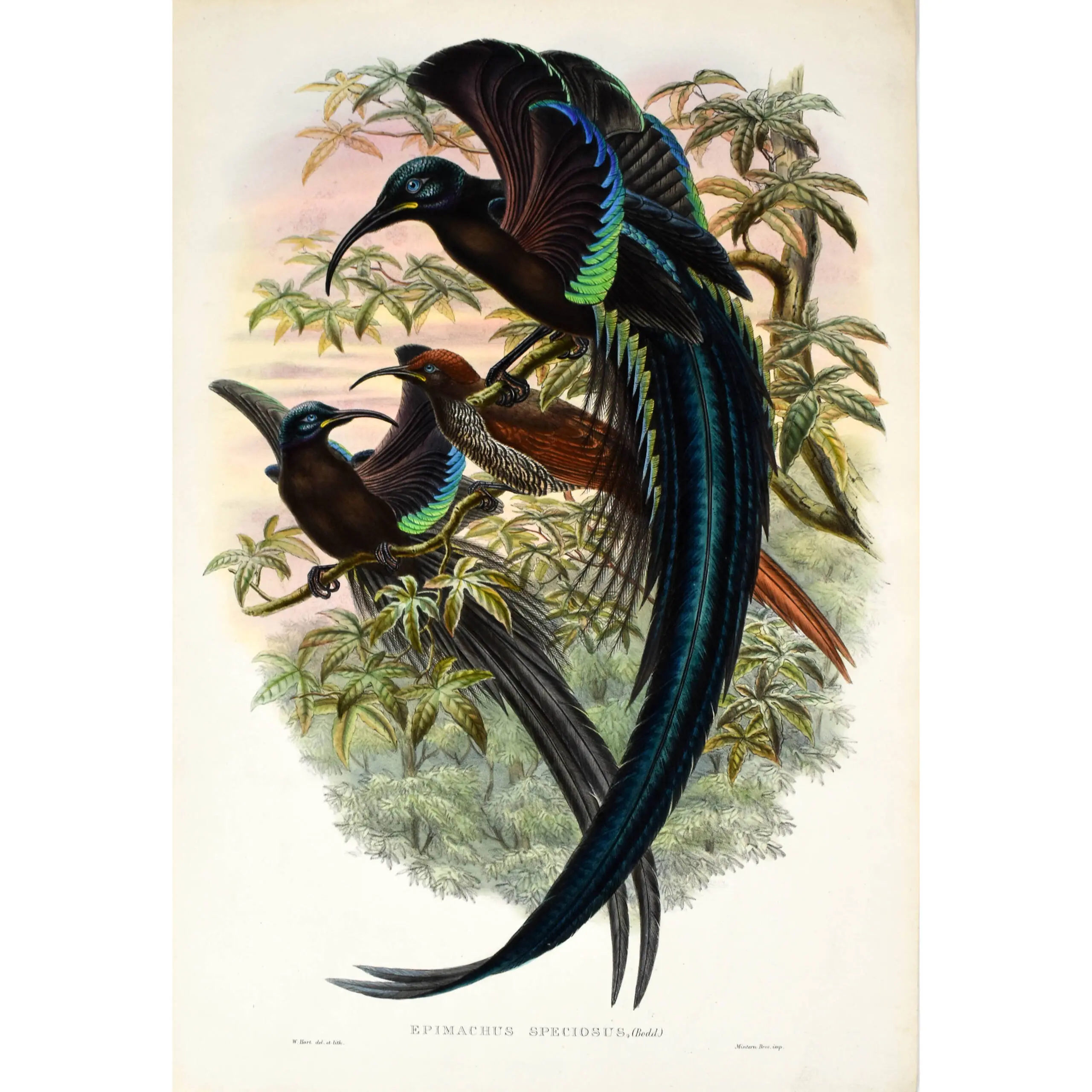 Epimachus Speciosus [Great Sickle Billed Bird of Paradise]