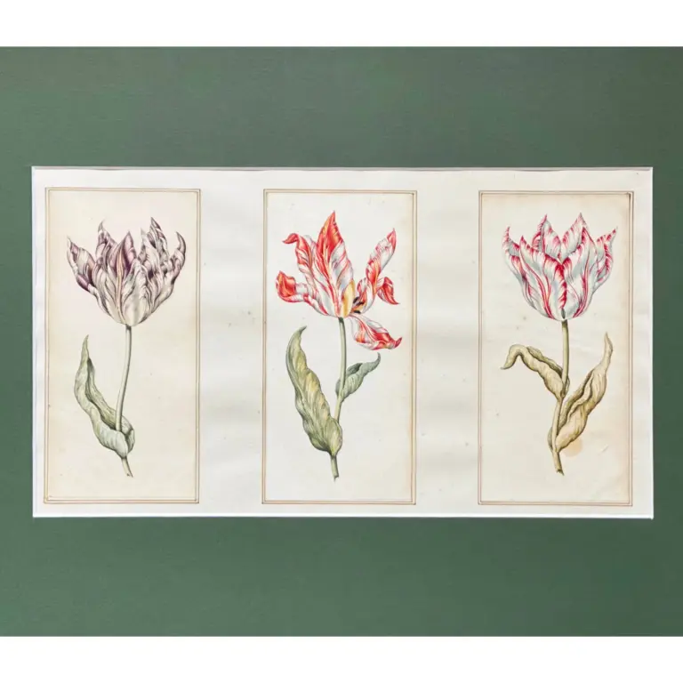 Three parrot tulips (purple, red and white)