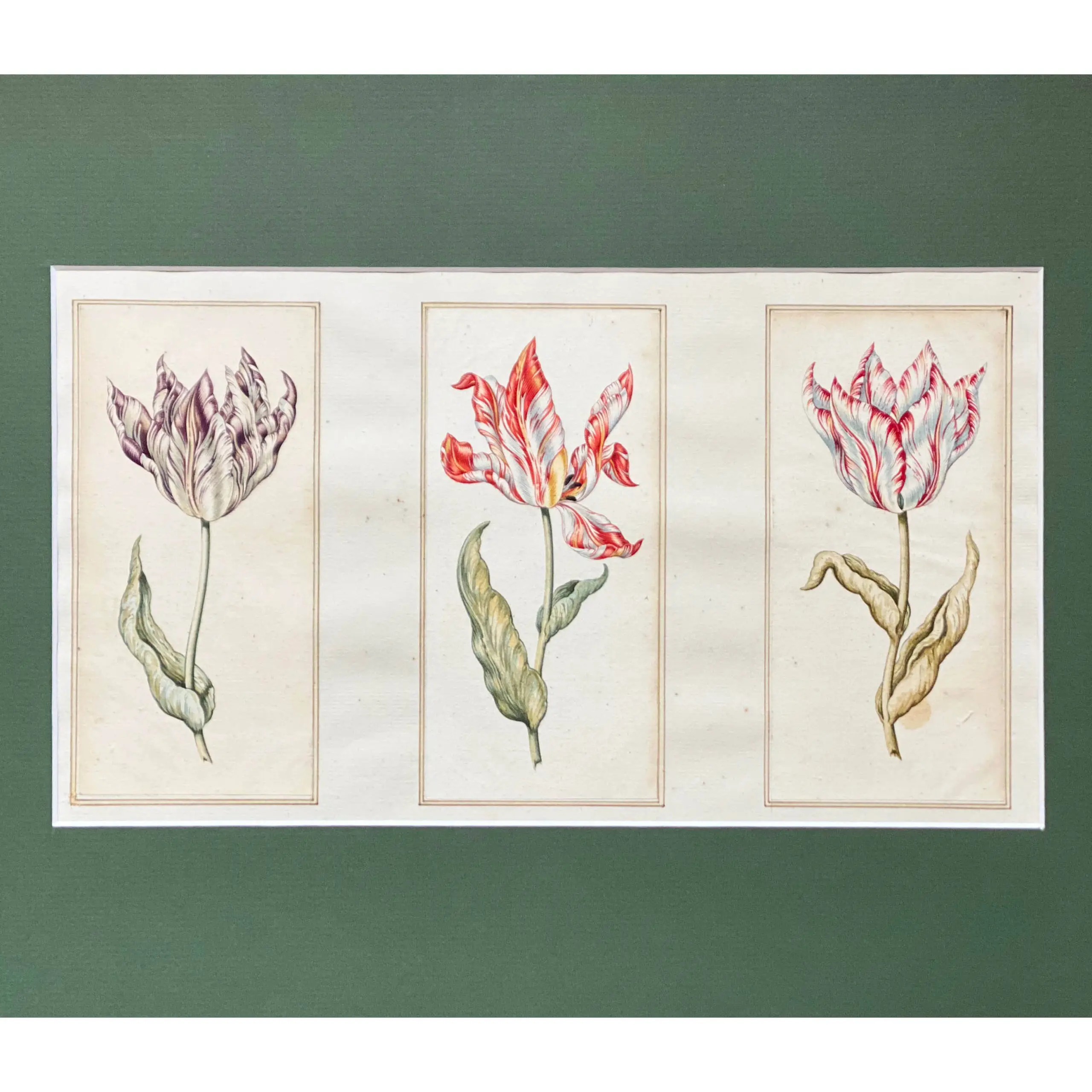 Three parrot tulips (purple, red and white)