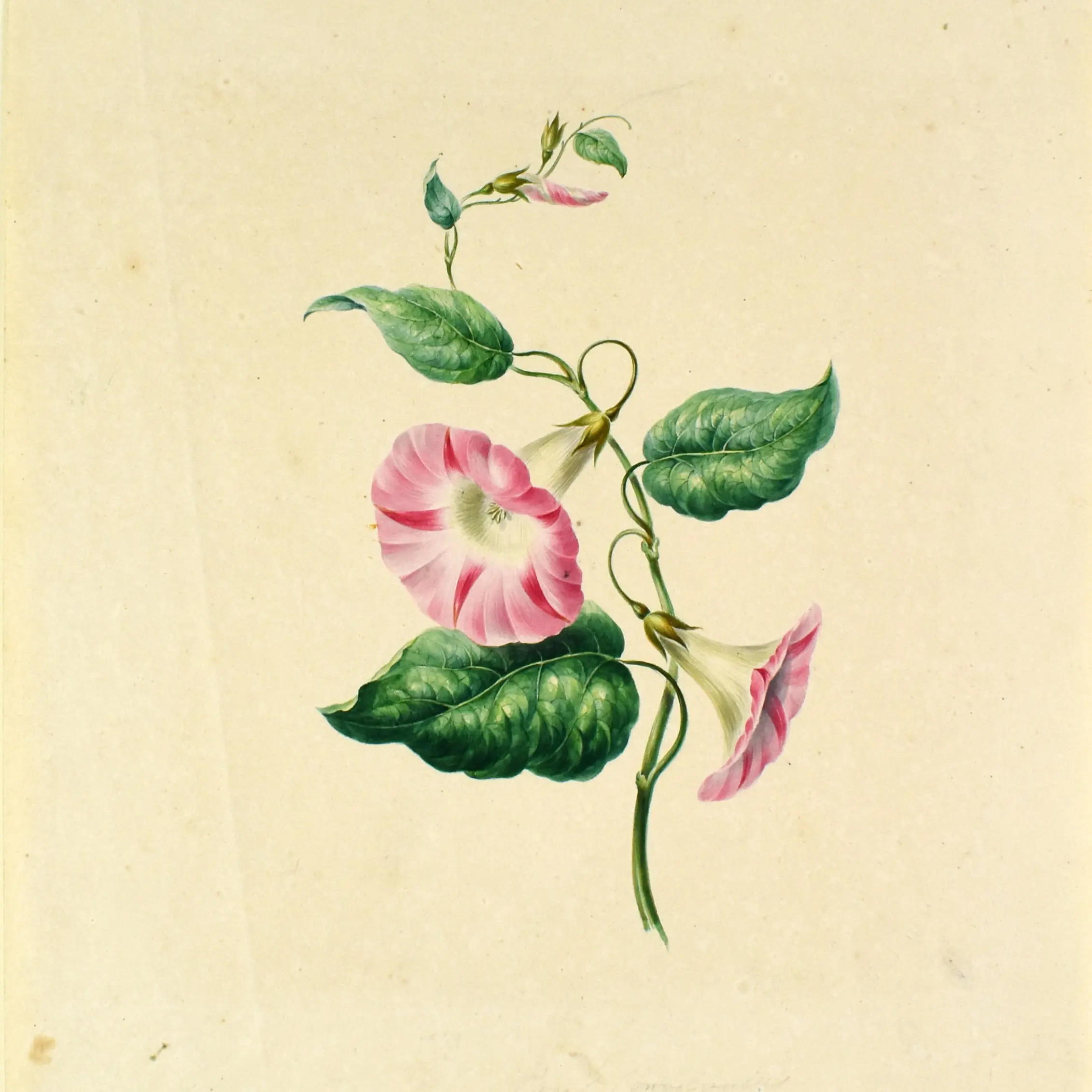 A Fine Pair of Watercolours of Papaver Somniferum and Convolvulaceae (morning glory) (2)