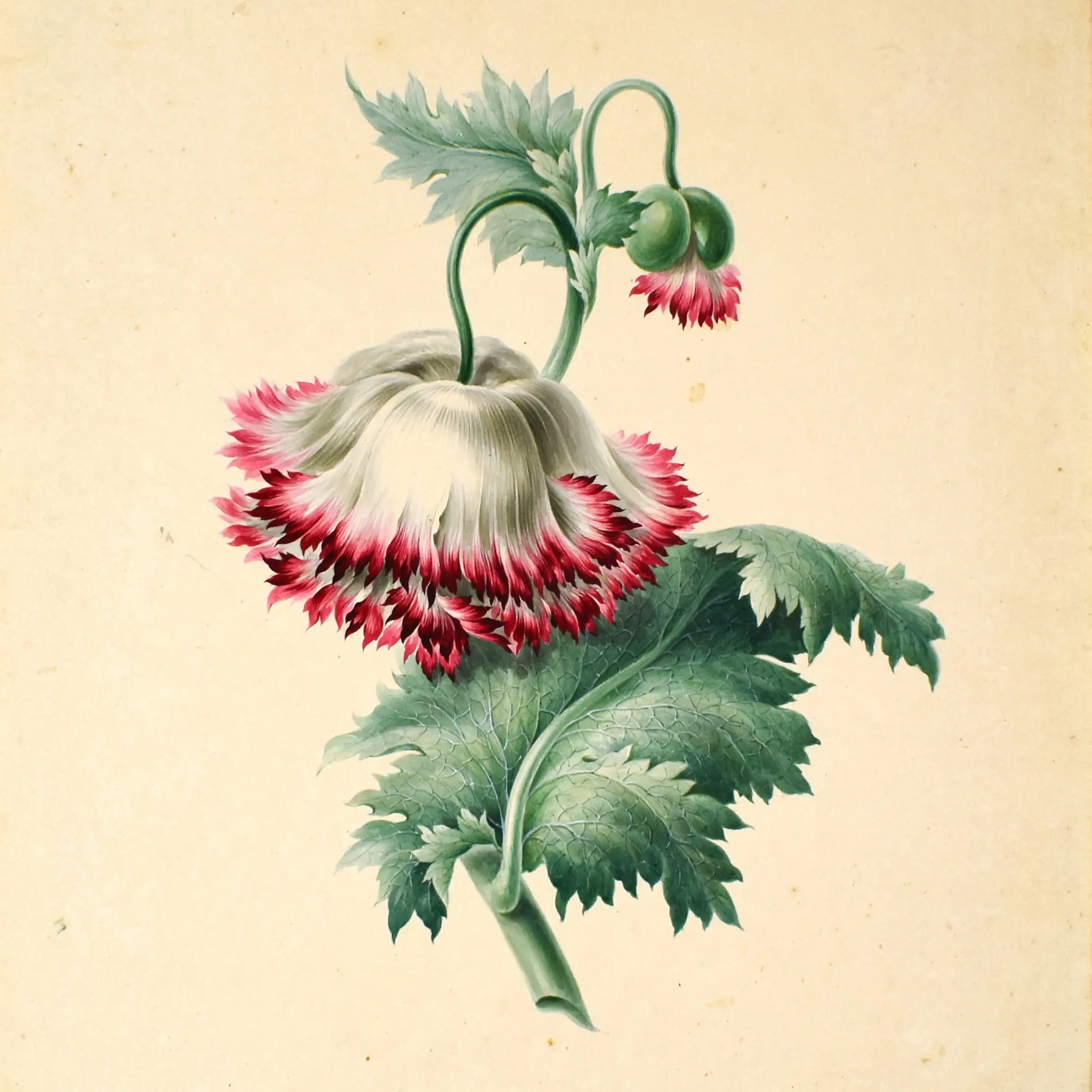 A Fine Pair of Watercolours of Papaver Somniferum and Convolvulaceae (morning glory).