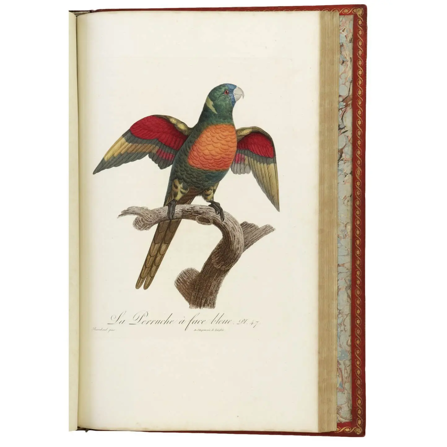 Histoire naturelle des Perroquets...
