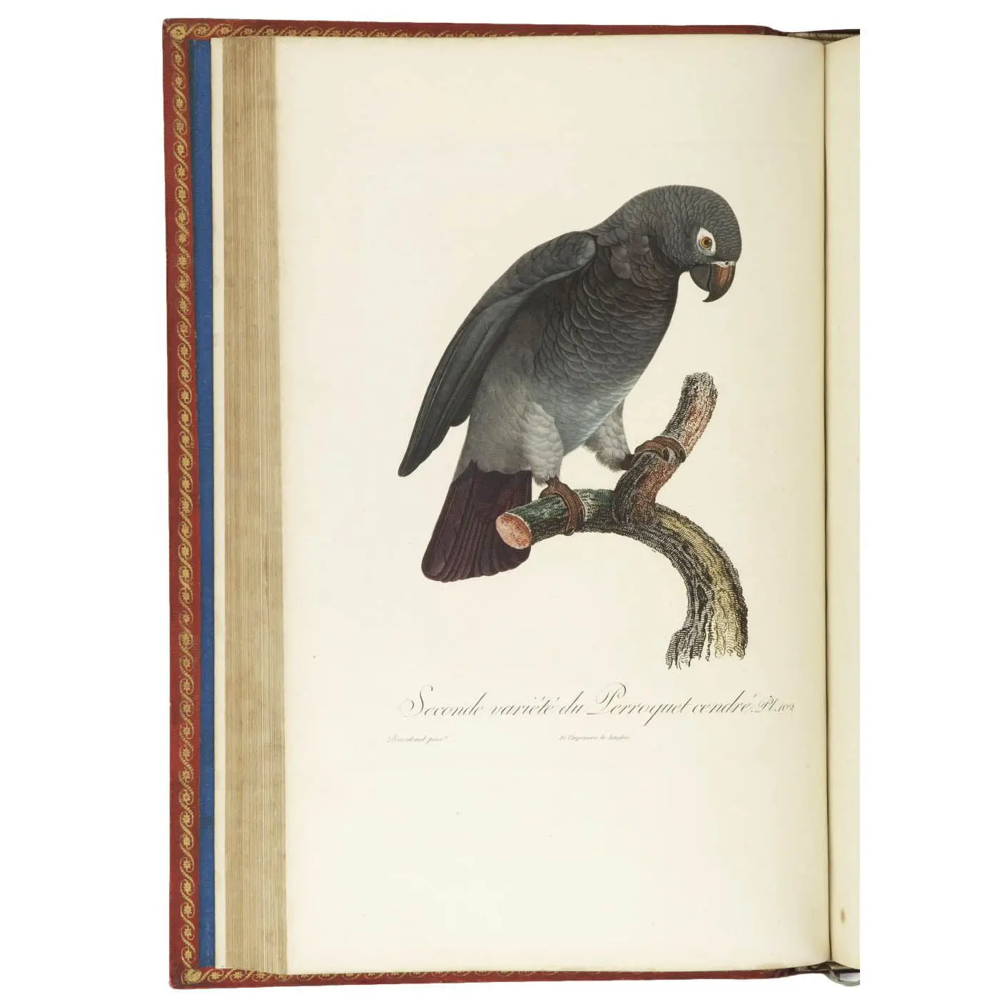 Histoire naturelle des Perroquets… (4)