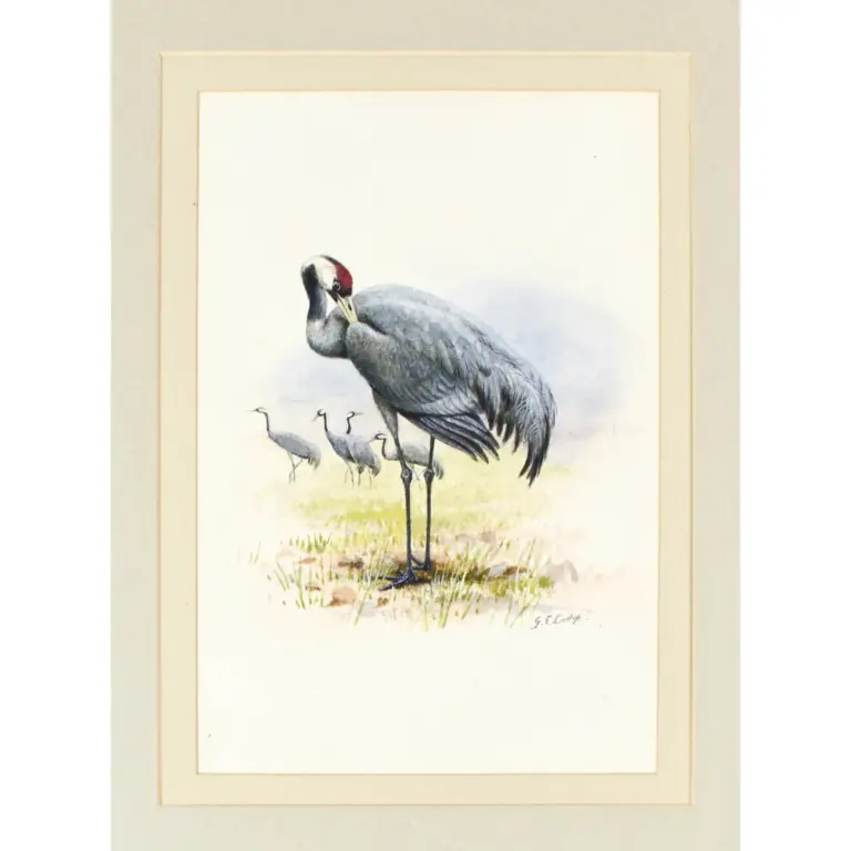 Common Crane
