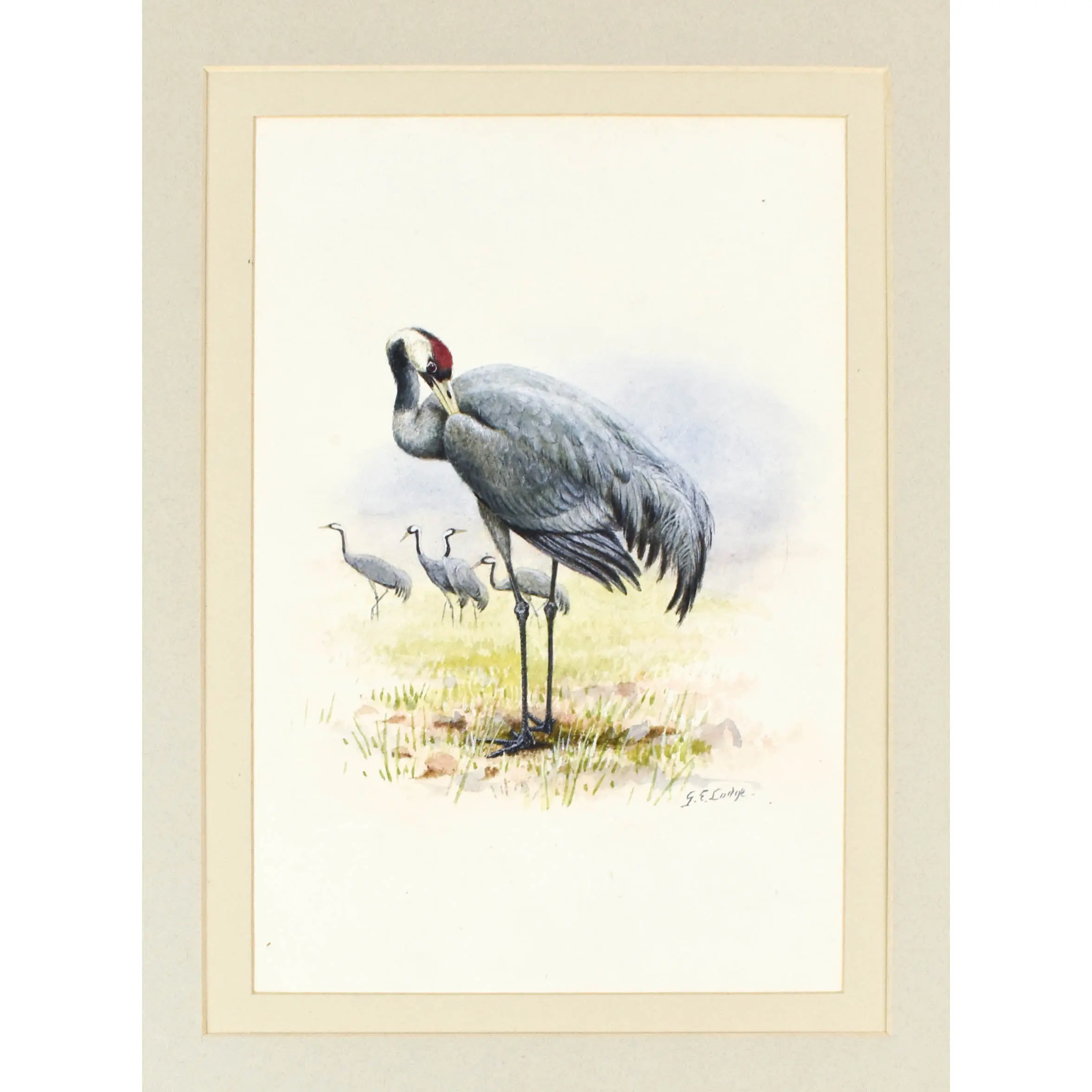 Common Crane