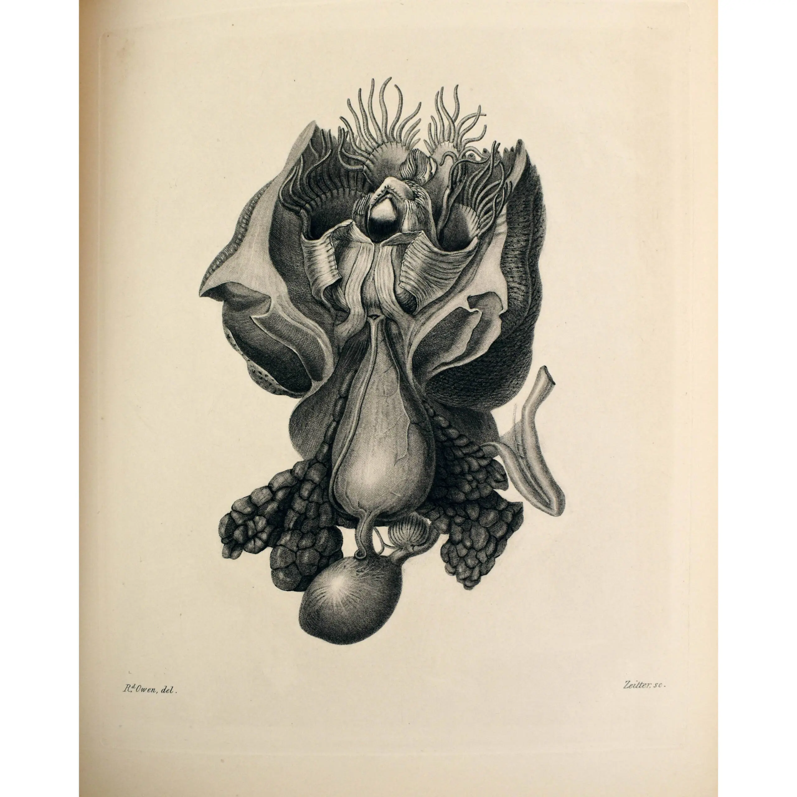 Memoir on the Pearly Nautilus (Nautilus Pompilius, Linn) with illustrations on its external form and internal structure (3)